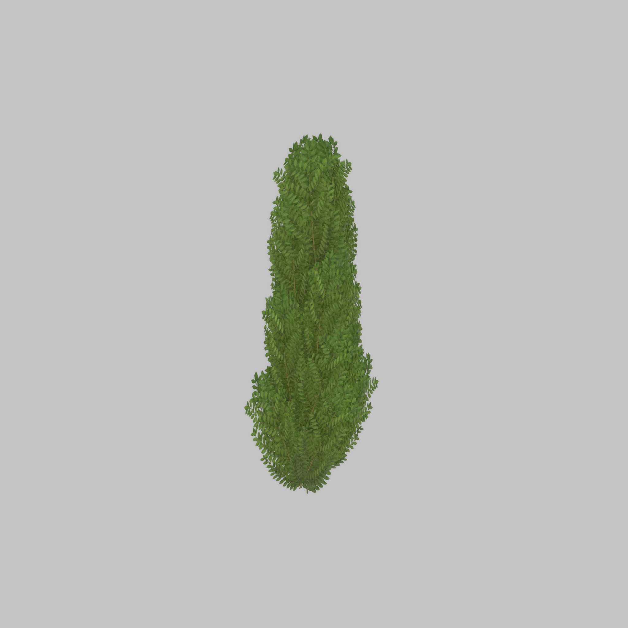 Cherry laurel hedge 1500mm version-2 Low-poly 3D model_23