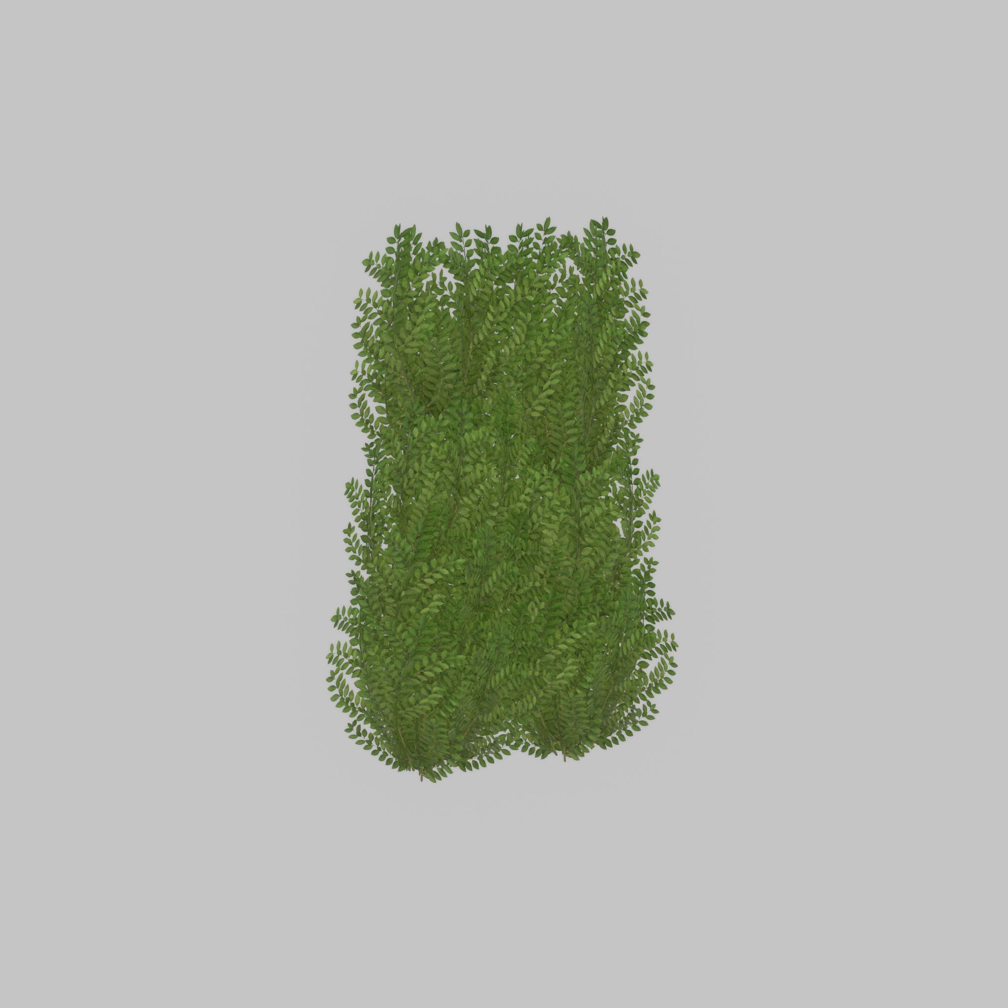Cherry laurel hedge 1500mm version-2 Low-poly 3D model_28