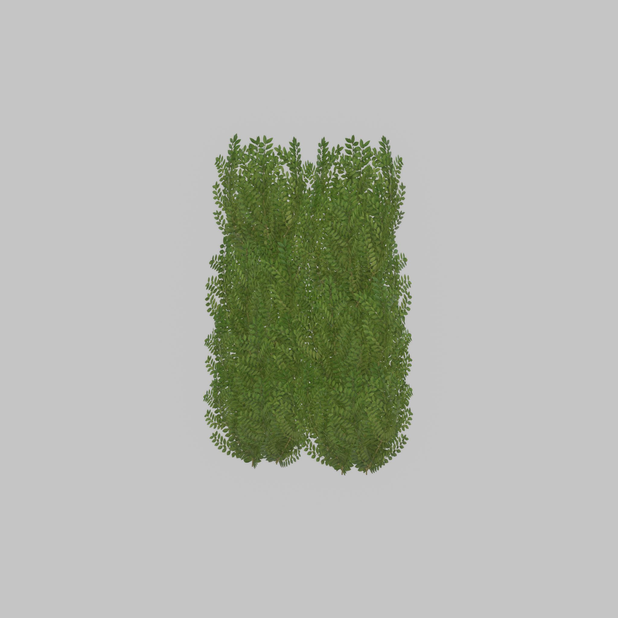 Cherry laurel hedge 1500mm version-2 Low-poly 3D model_43