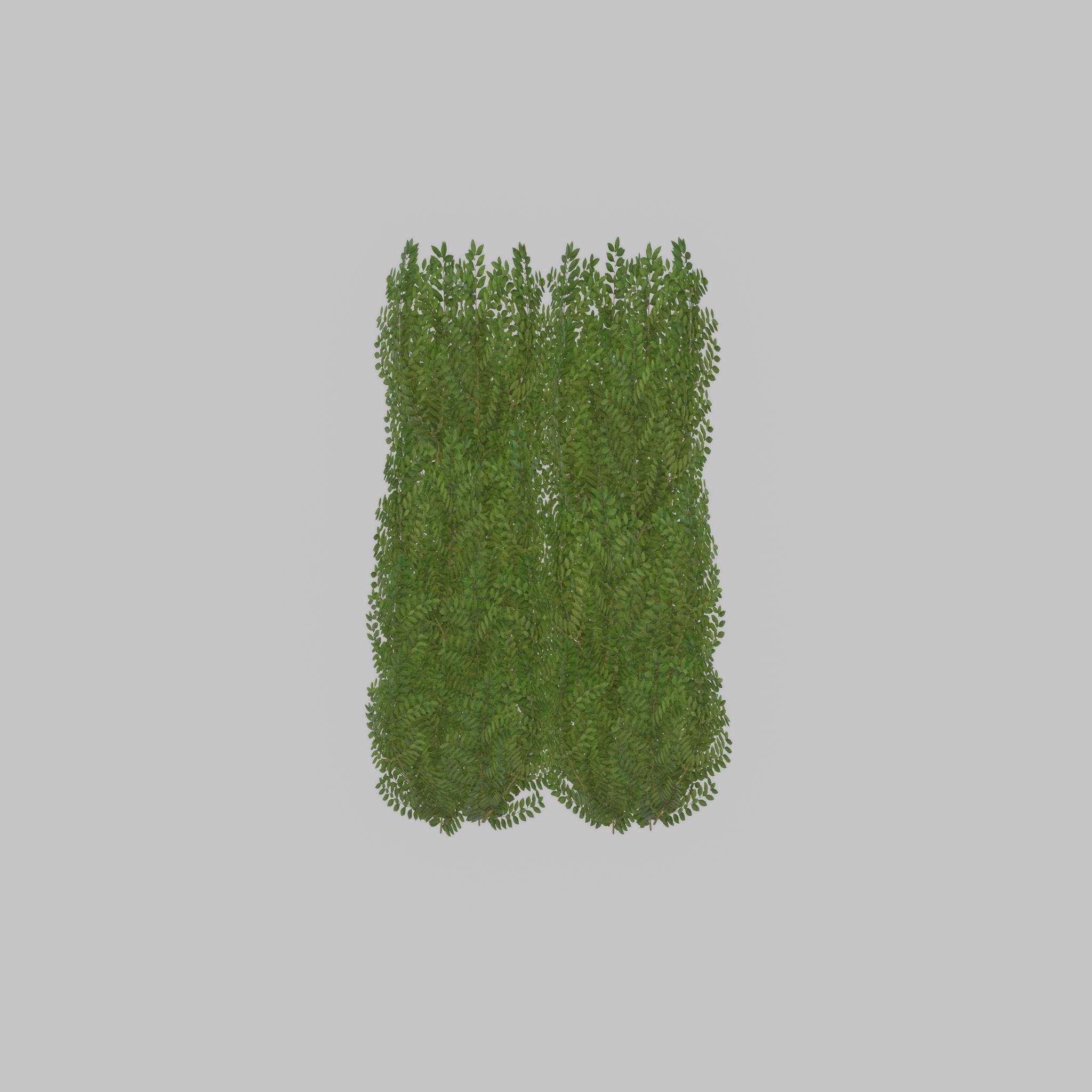 Cherry laurel hedge 1500mm version-2 Low-poly 3D model_51
