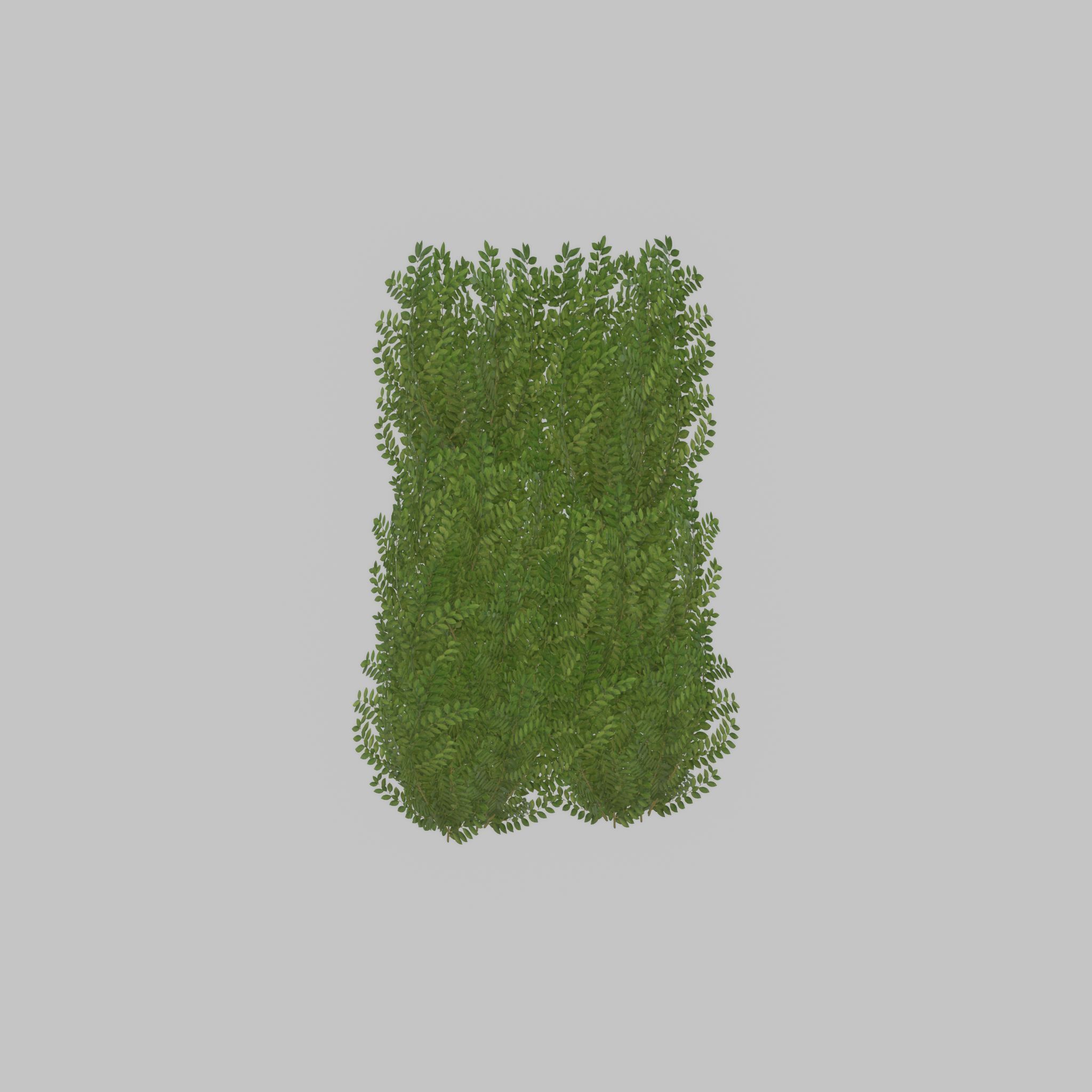Cherry laurel hedge 1500mm version-2 Low-poly 3D model_49