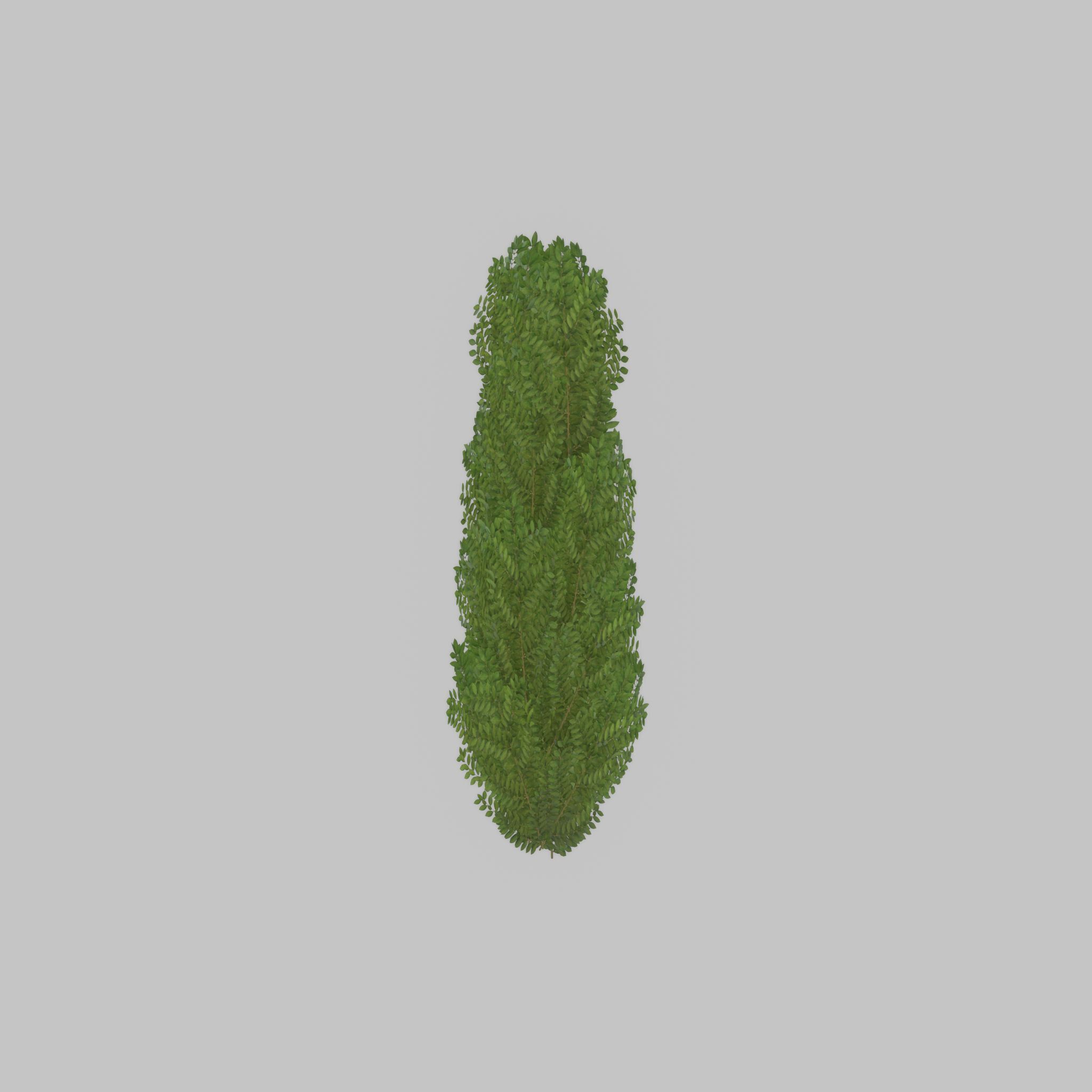 Cherry laurel hedge 1500mm version-2 Low-poly 3D model_41