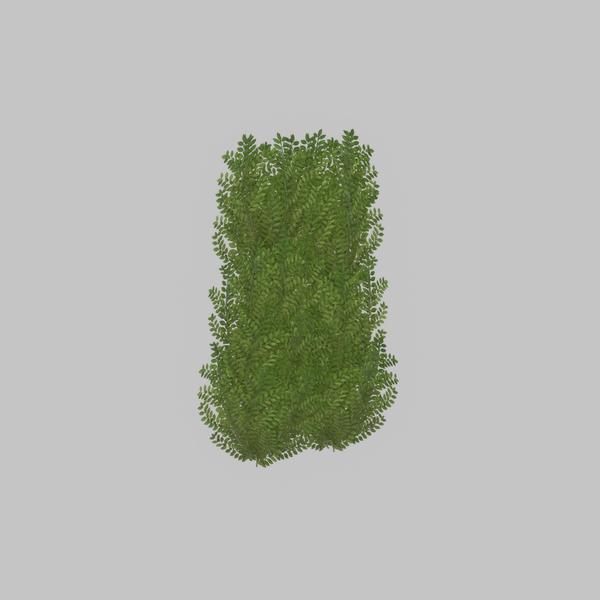 Cherry laurel hedge 1500mm version-2 Low-poly 3D model_47