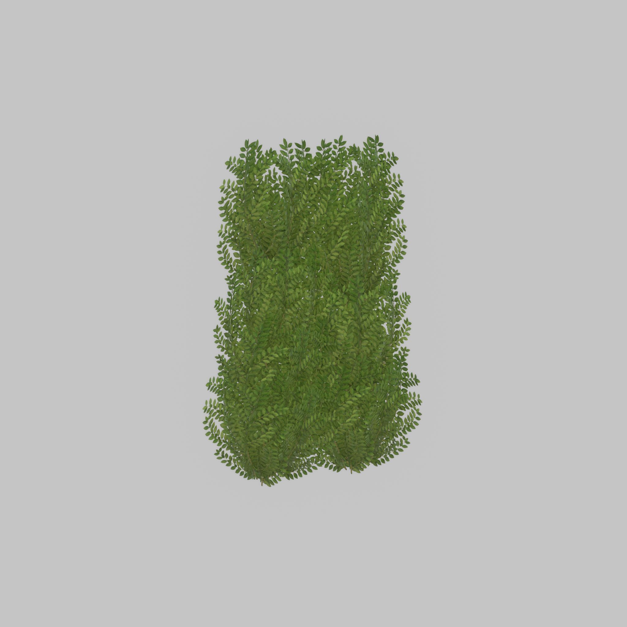 Cherry laurel hedge 1500mm version-2 Low-poly 3D model_48
