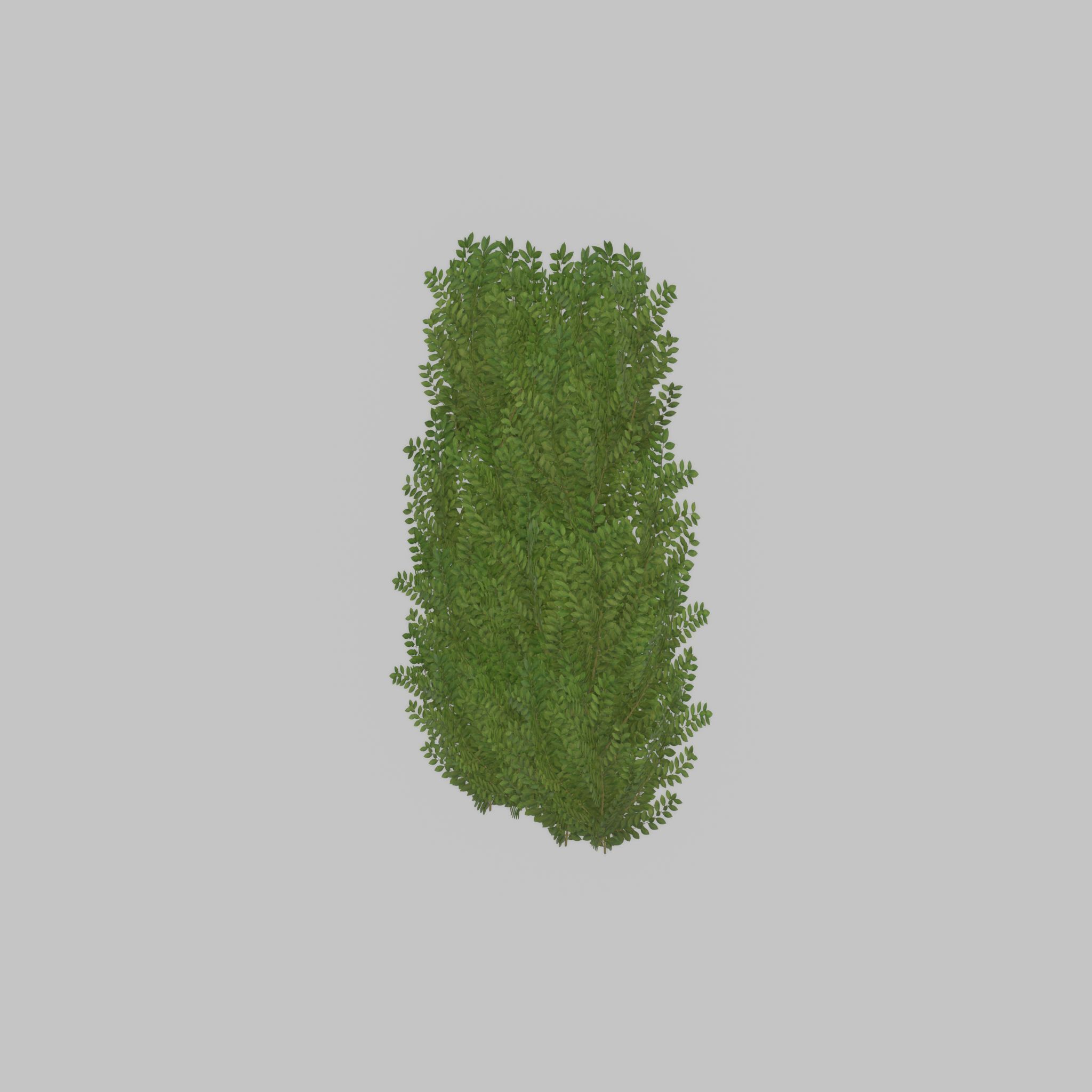 Cherry laurel hedge 1500mm version-2 Low-poly 3D model_38