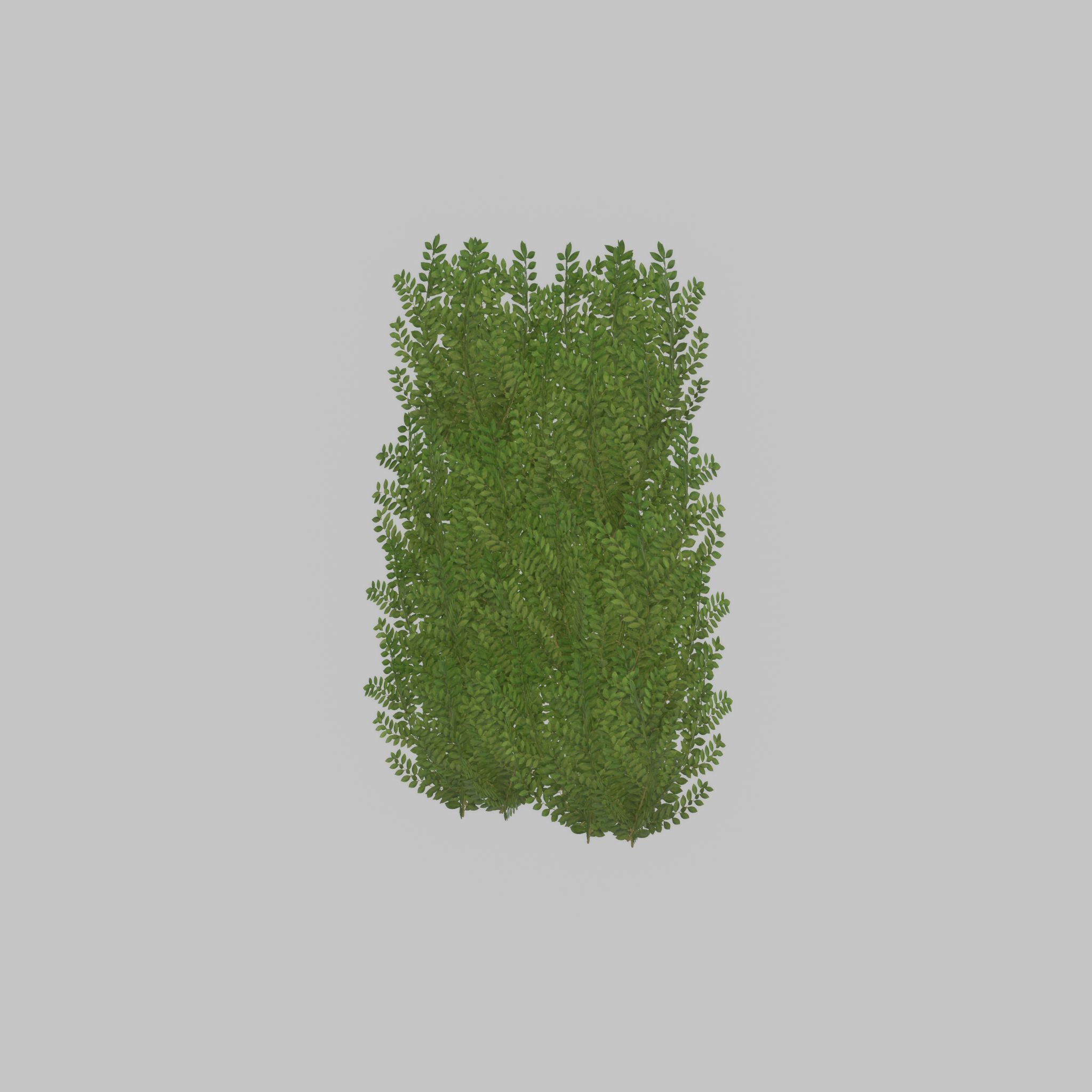 Cherry laurel hedge 1500mm version-2 Low-poly 3D model_53