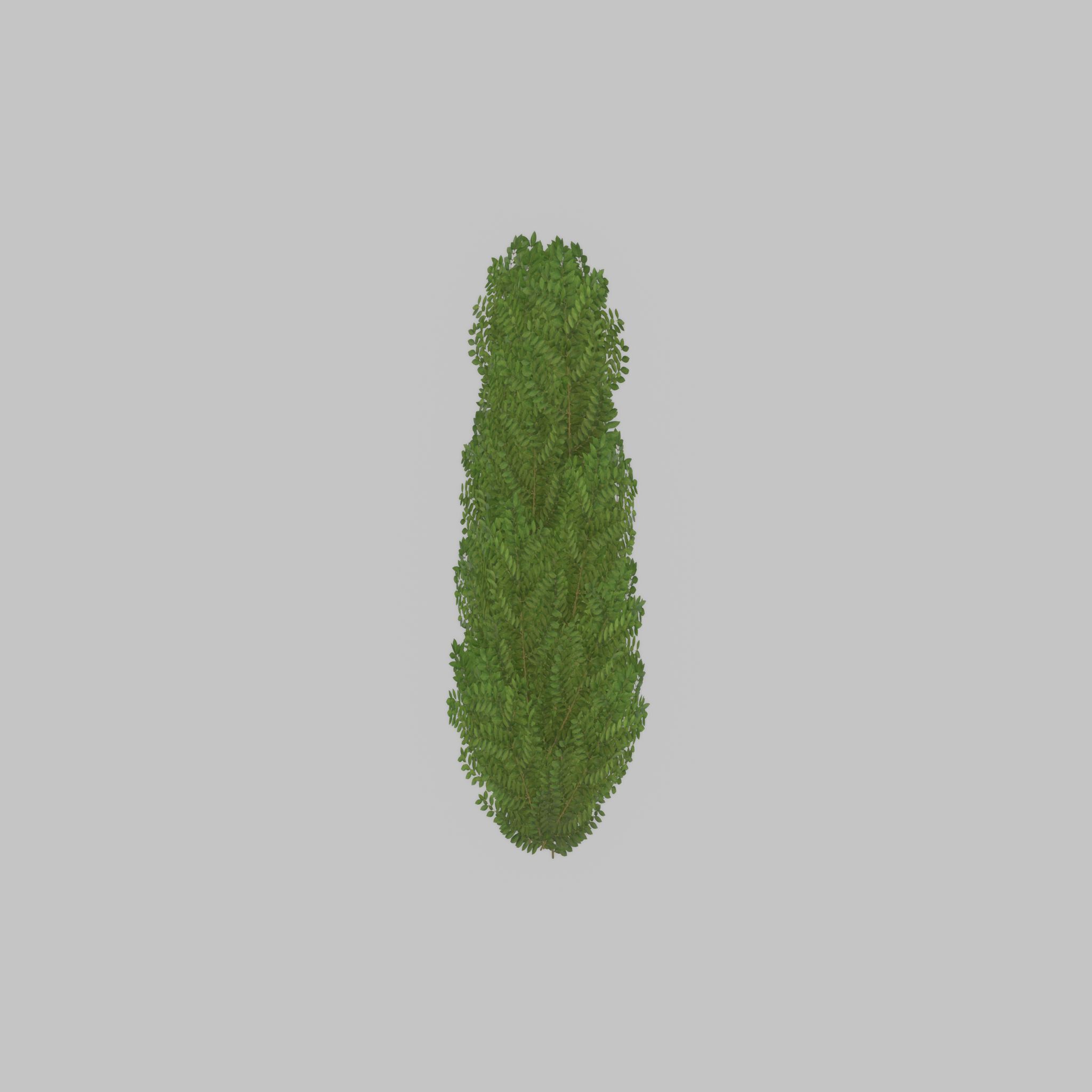 Cherry laurel hedge 1500mm version-2 Low-poly 3D model_22
