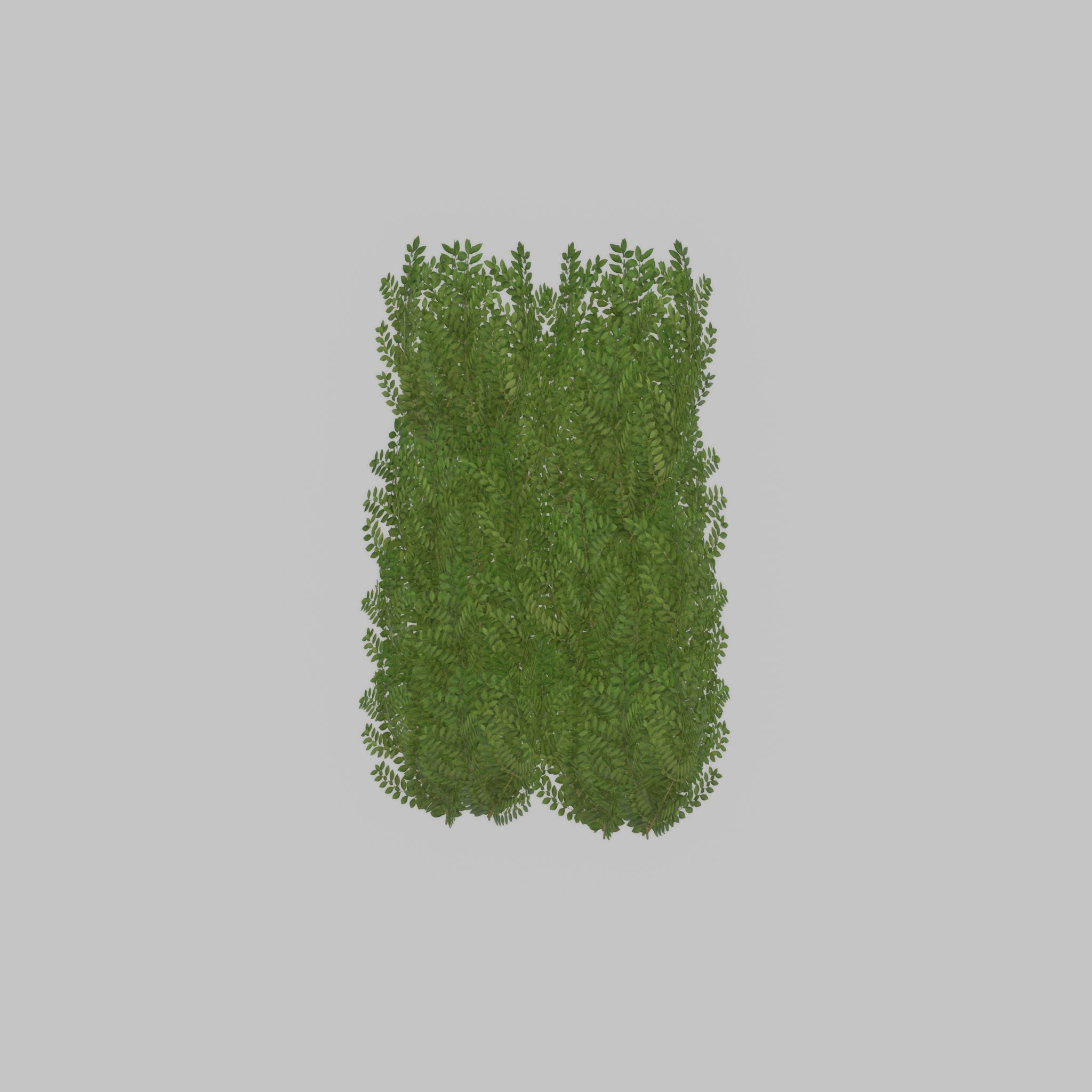 Cherry laurel hedge 1500mm version-2 Low-poly 3D model_34