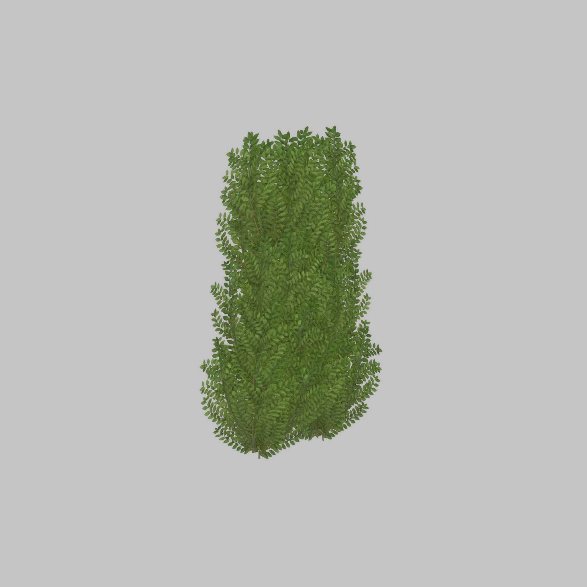 Cherry laurel hedge 1500mm version-2 Low-poly 3D model_26