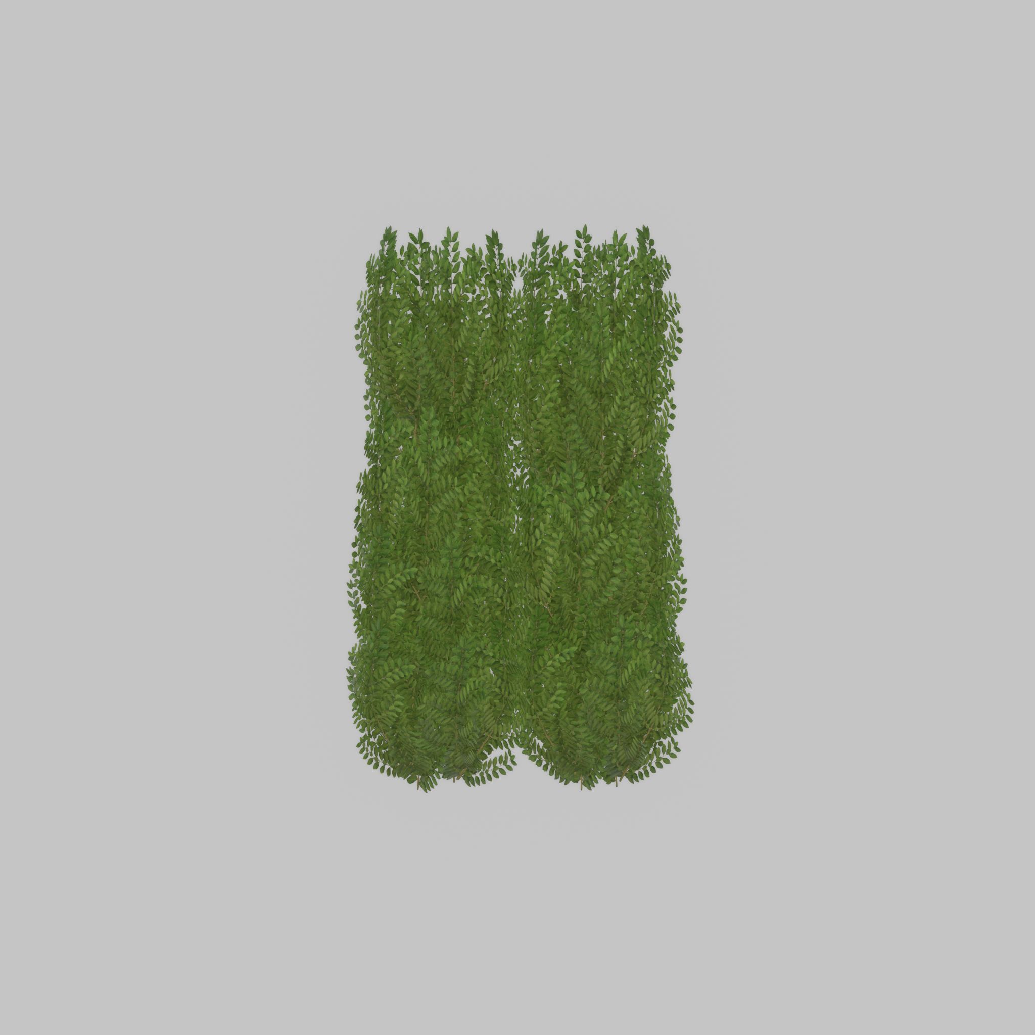 Cherry laurel hedge 1500mm version-2 Low-poly 3D model_31
