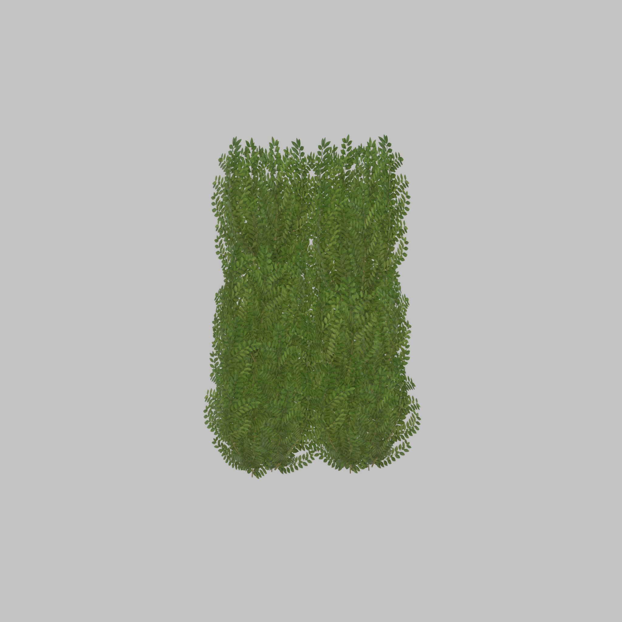 Cherry laurel hedge 1500mm version-2 Low-poly 3D model_50