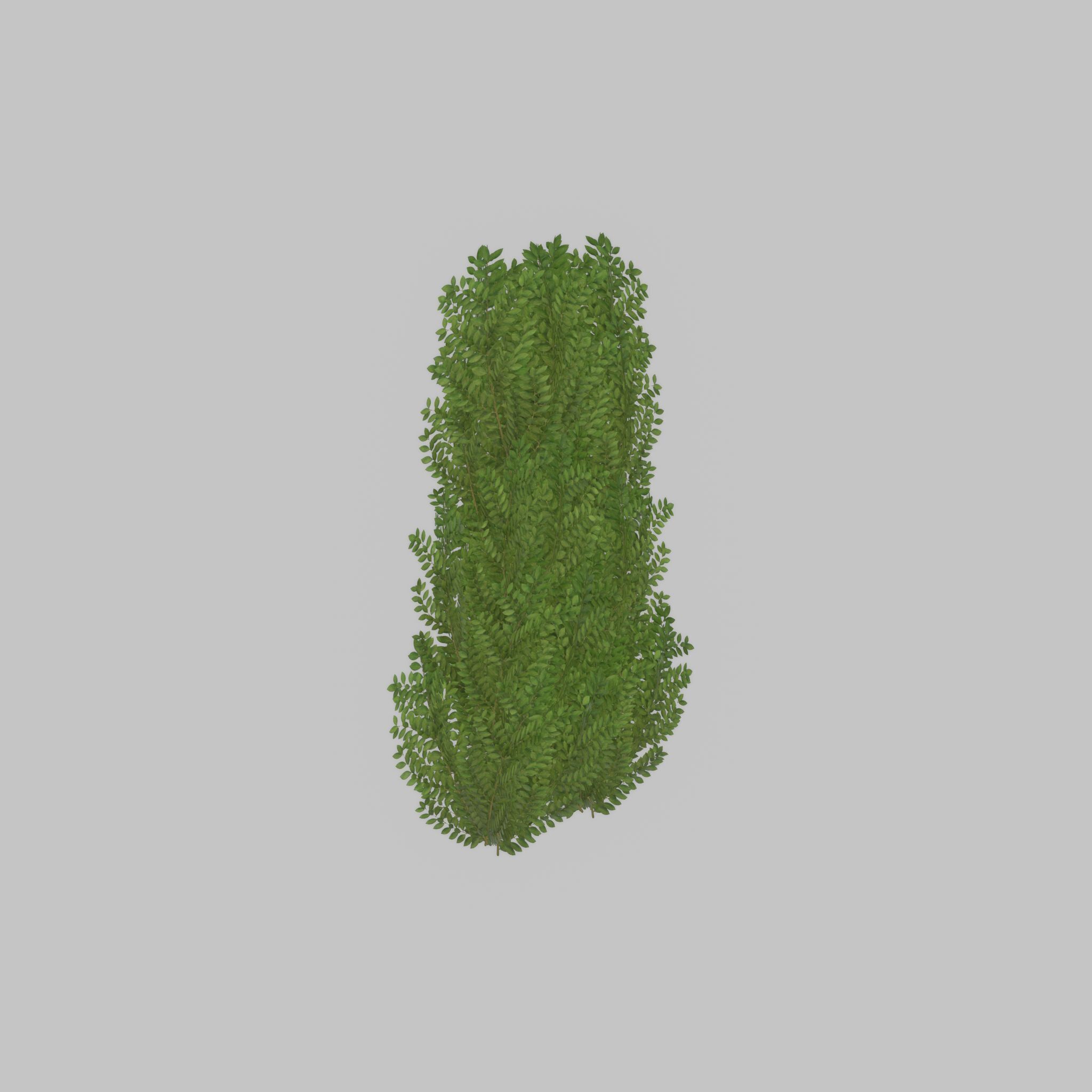 Cherry laurel hedge 1500mm version-2 Low-poly 3D model_25