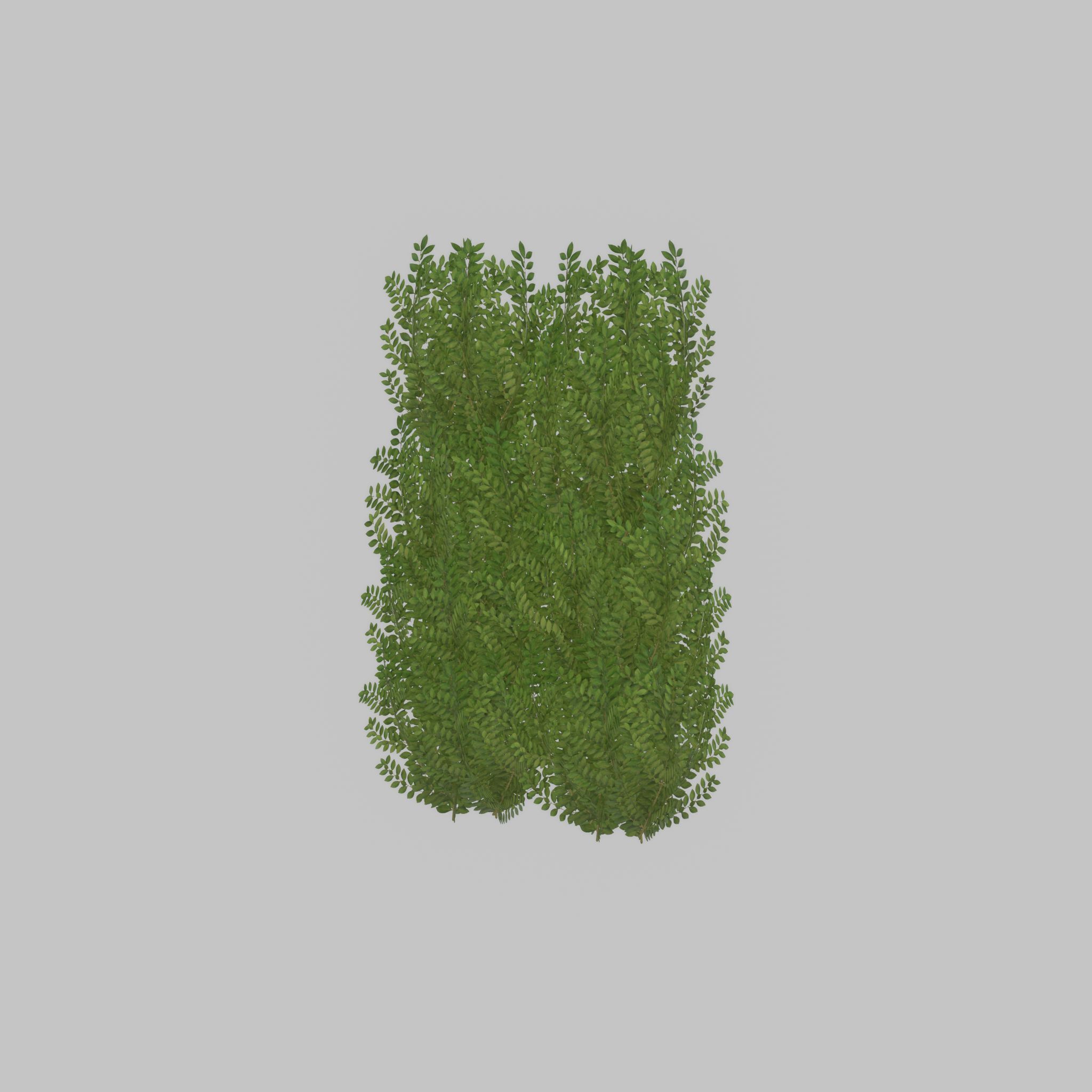 Cherry laurel hedge 1500mm version-2 Low-poly 3D model_52