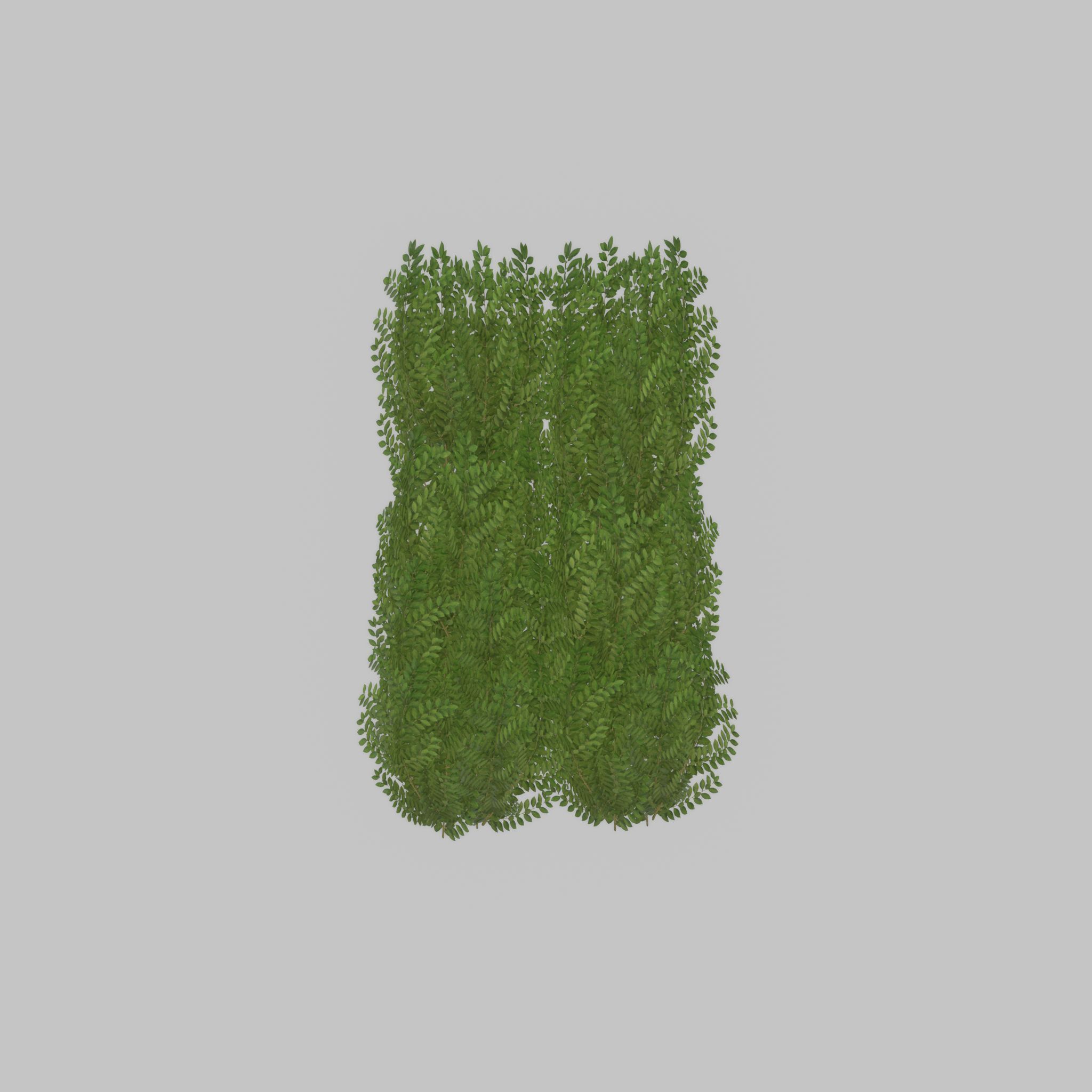 Cherry laurel hedge 1500mm version-2 Low-poly 3D model_30