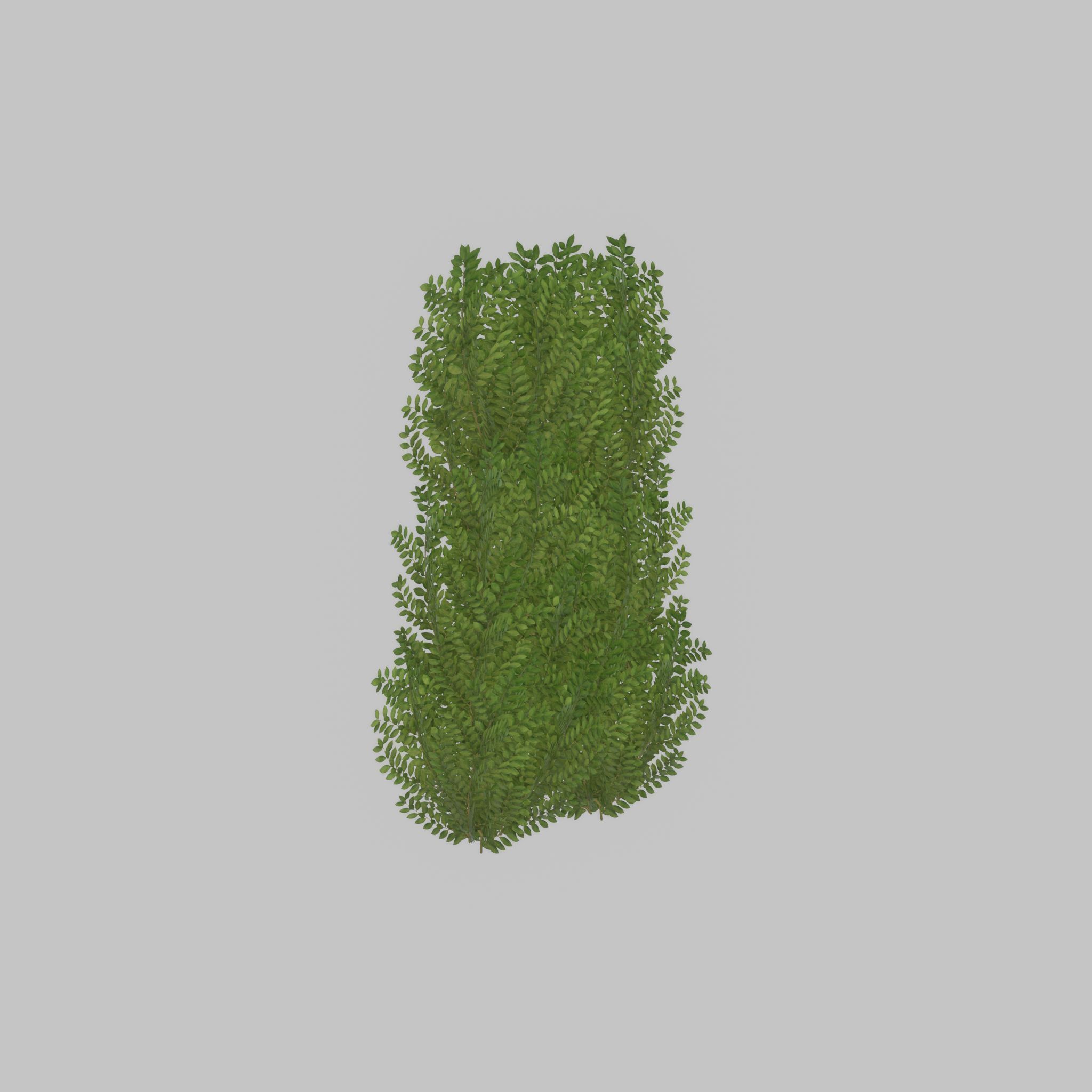 Cherry laurel hedge 1500mm version-2 Low-poly 3D model_46