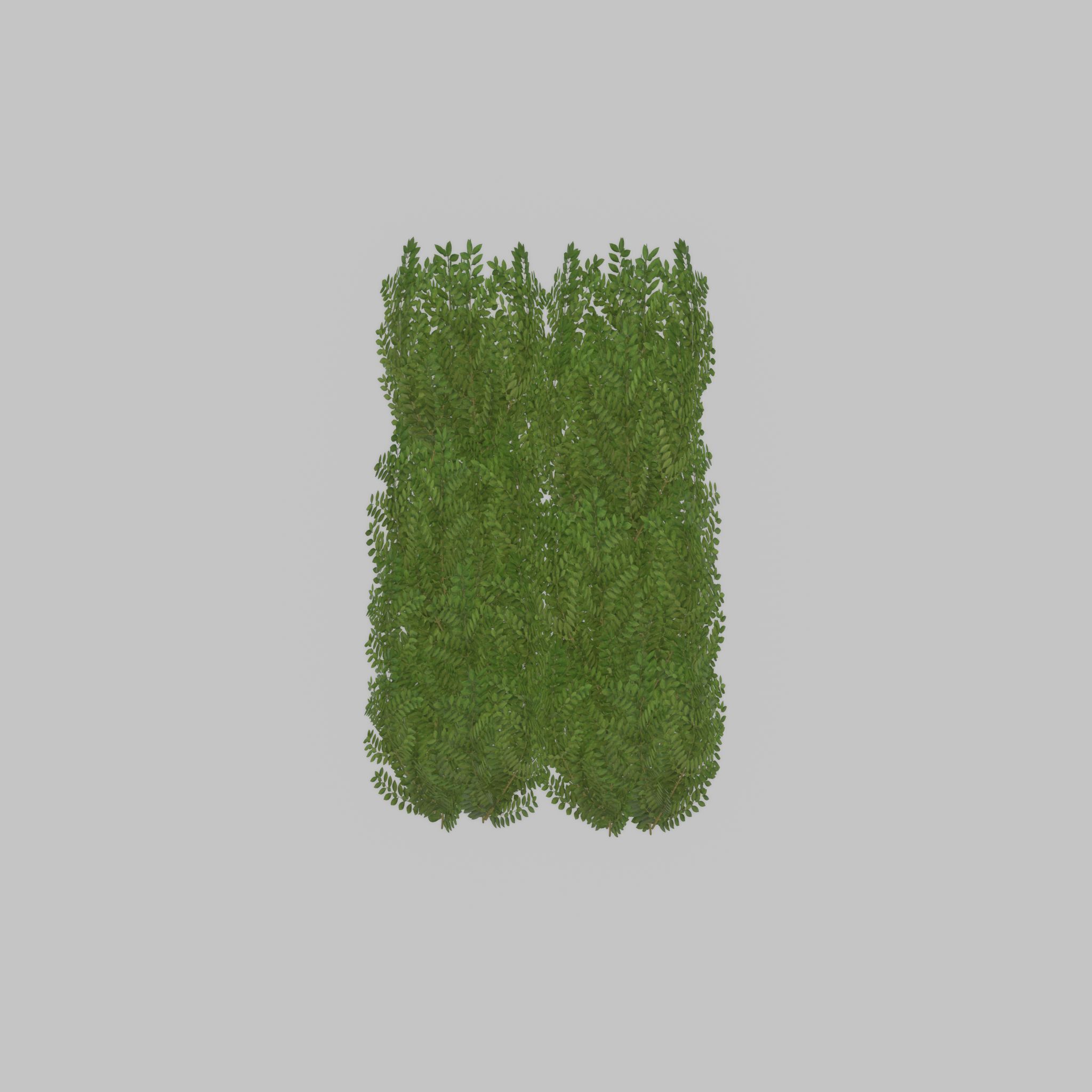 Cherry laurel hedge 1500mm version-2 Low-poly 3D model_33