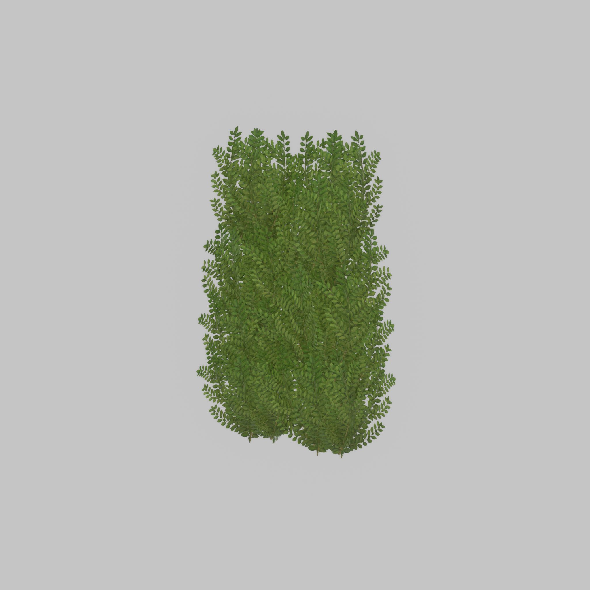 Cherry laurel hedge 1500mm version-2 Low-poly 3D model_36