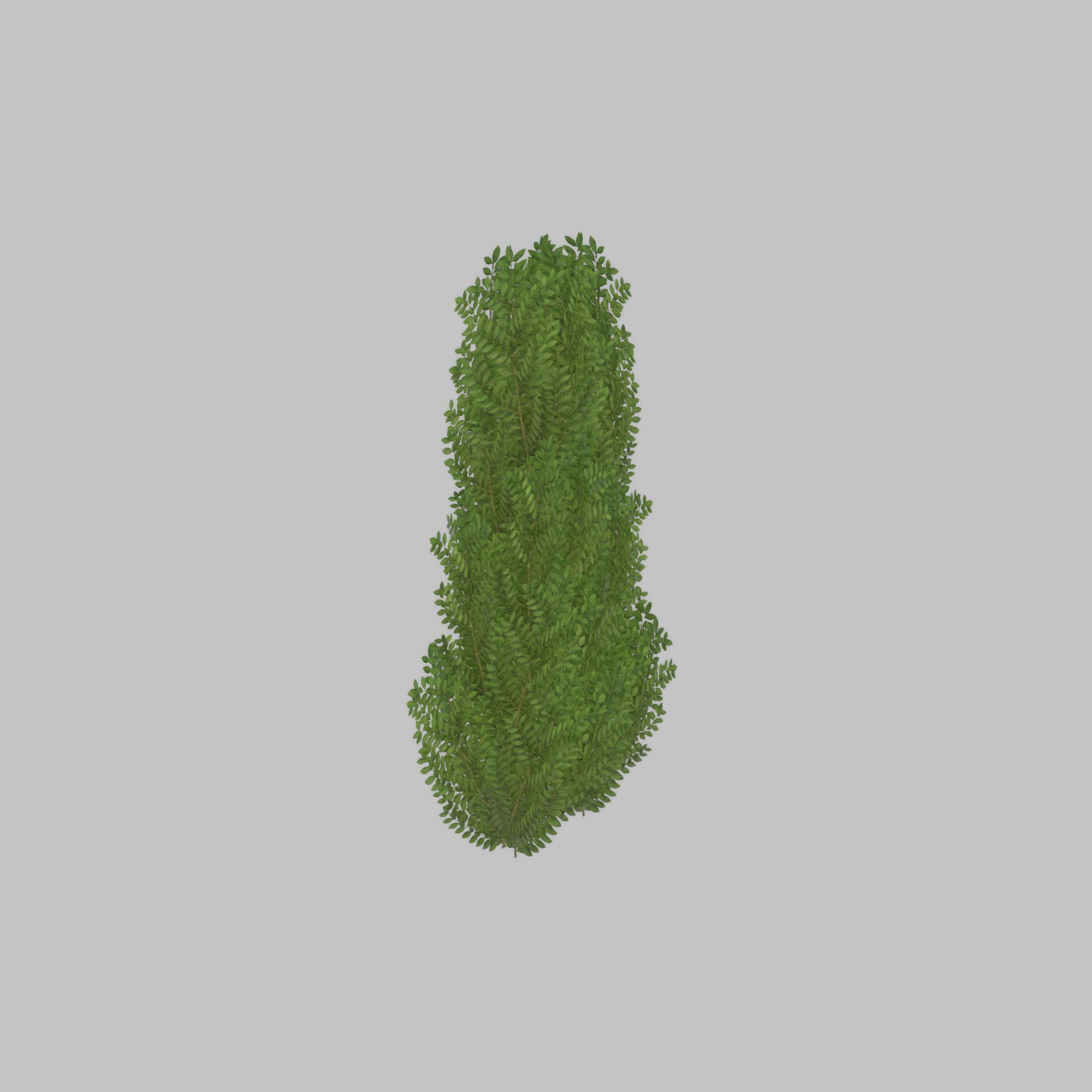 Cherry laurel hedge 1500mm version-2 Low-poly 3D model_24