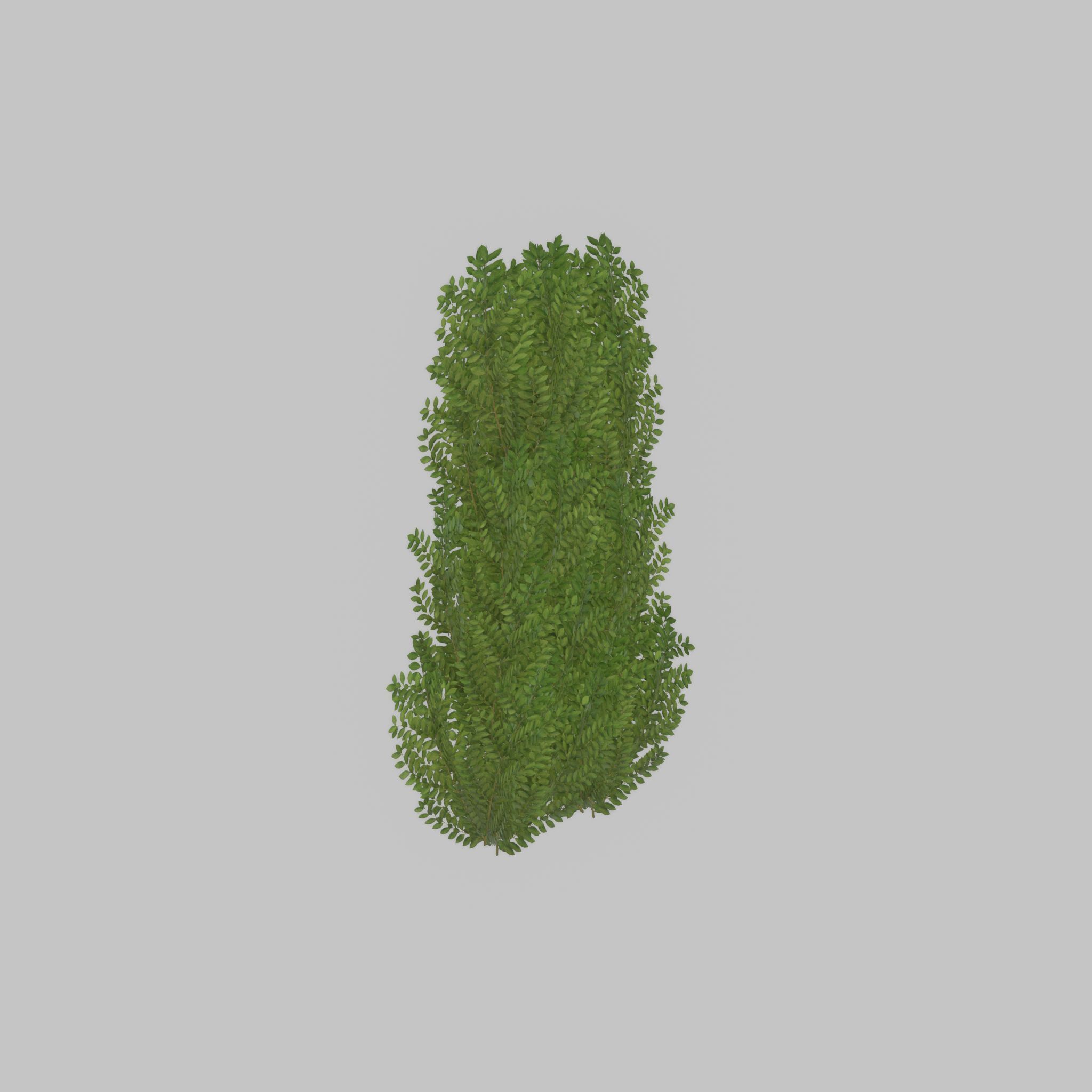 Cherry laurel hedge 1500mm version-2 Low-poly 3D model_45