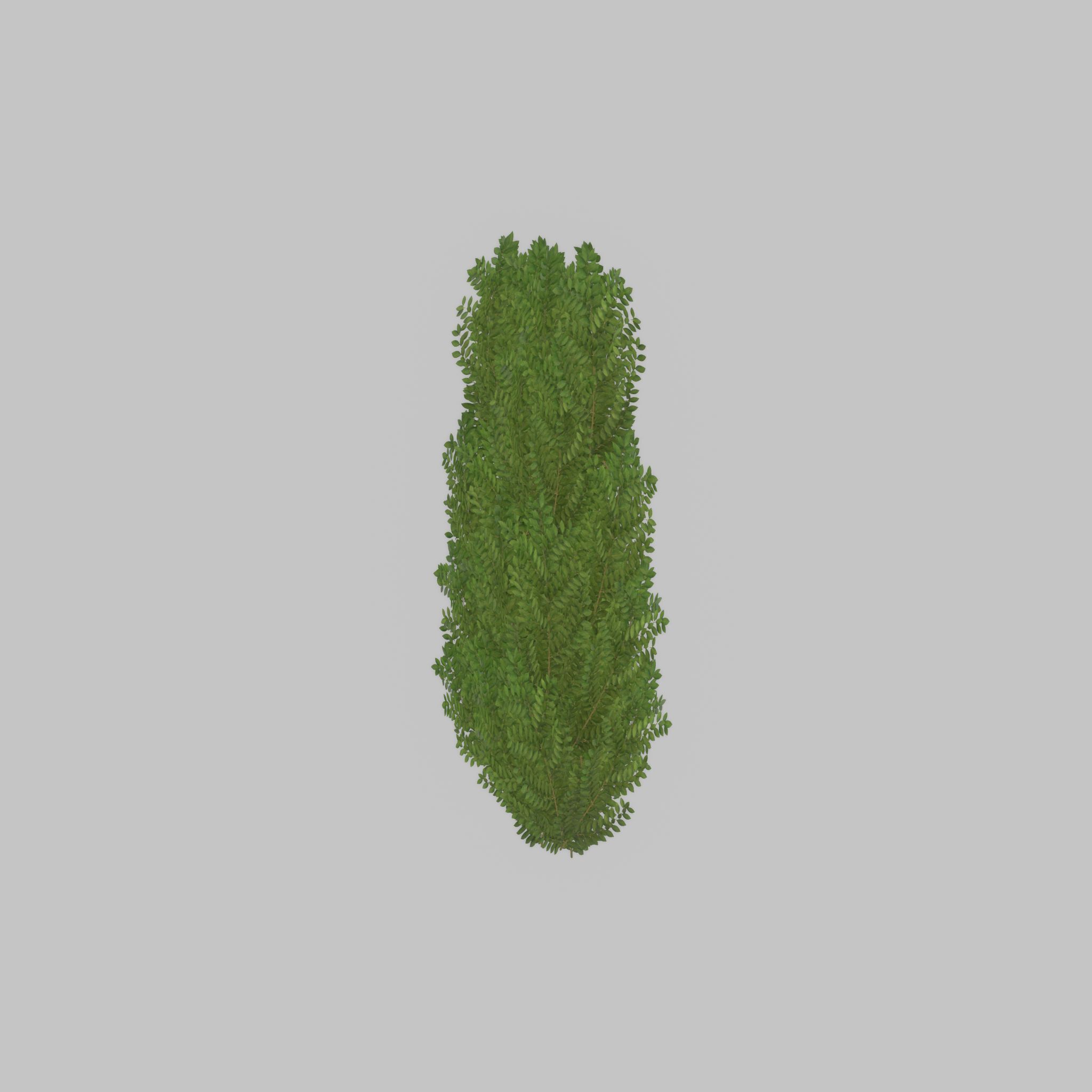 Cherry laurel hedge 1500mm version-2 Low-poly 3D model_57