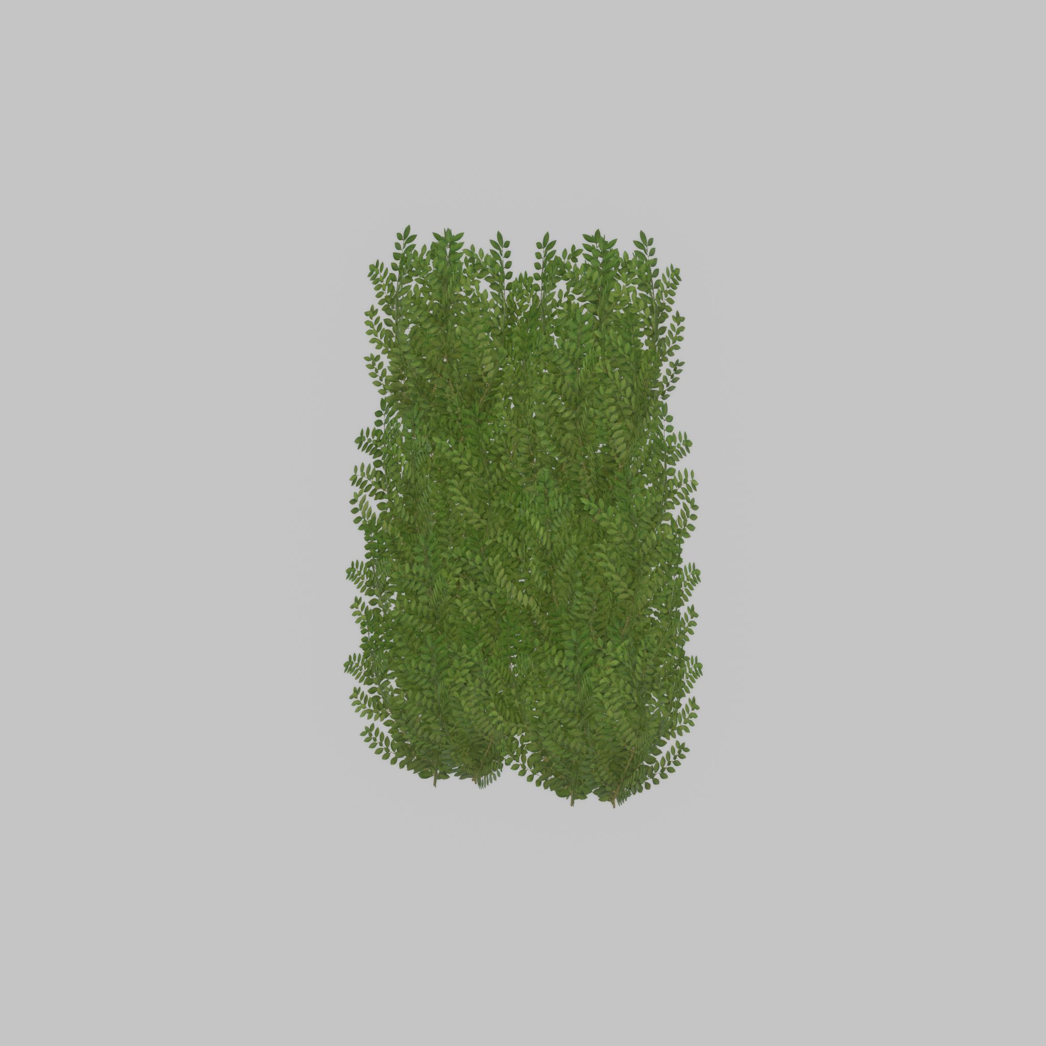 Cherry laurel hedge 1500mm version-2 Low-poly 3D model_35