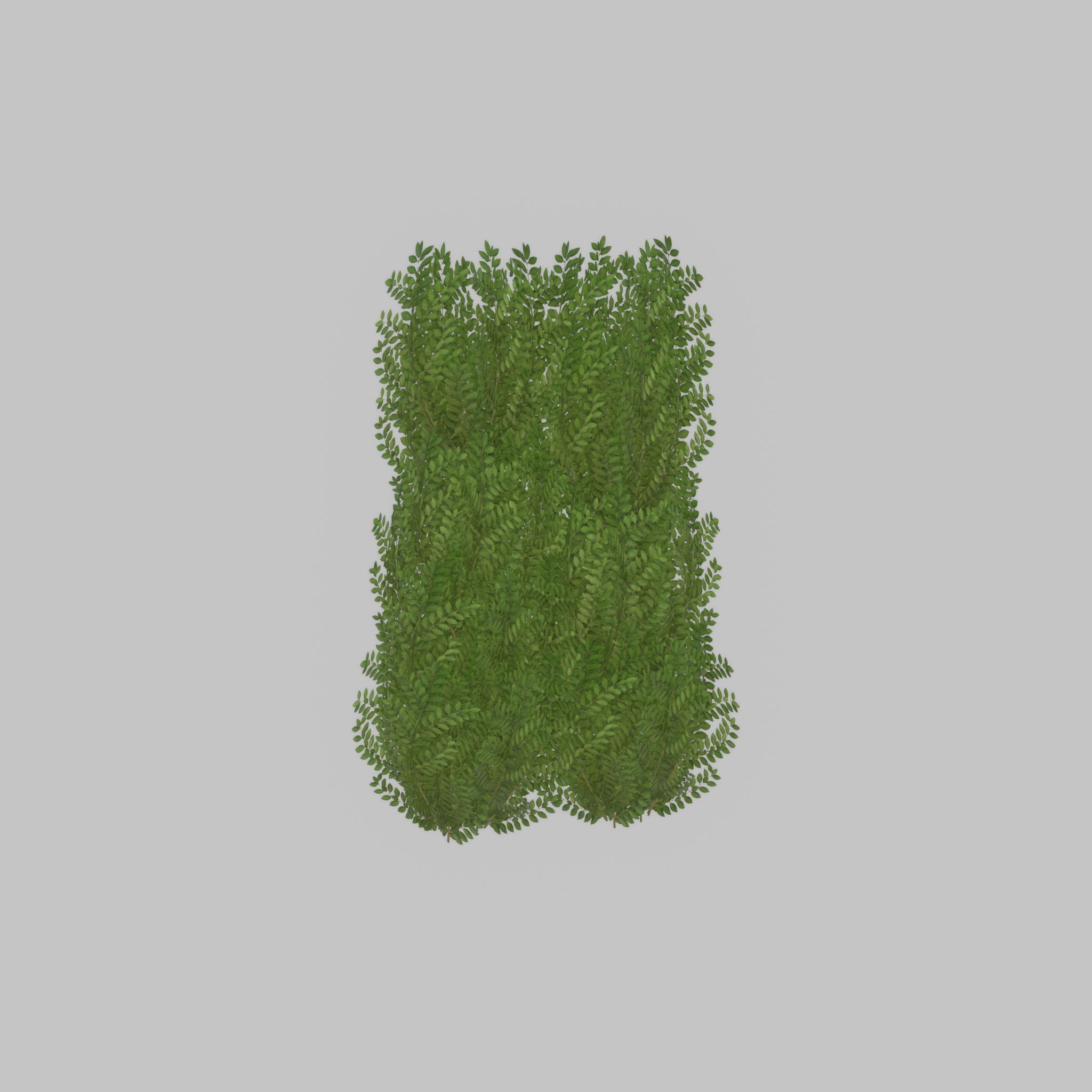 Cherry laurel hedge 1500mm version-2 Low-poly 3D model_29