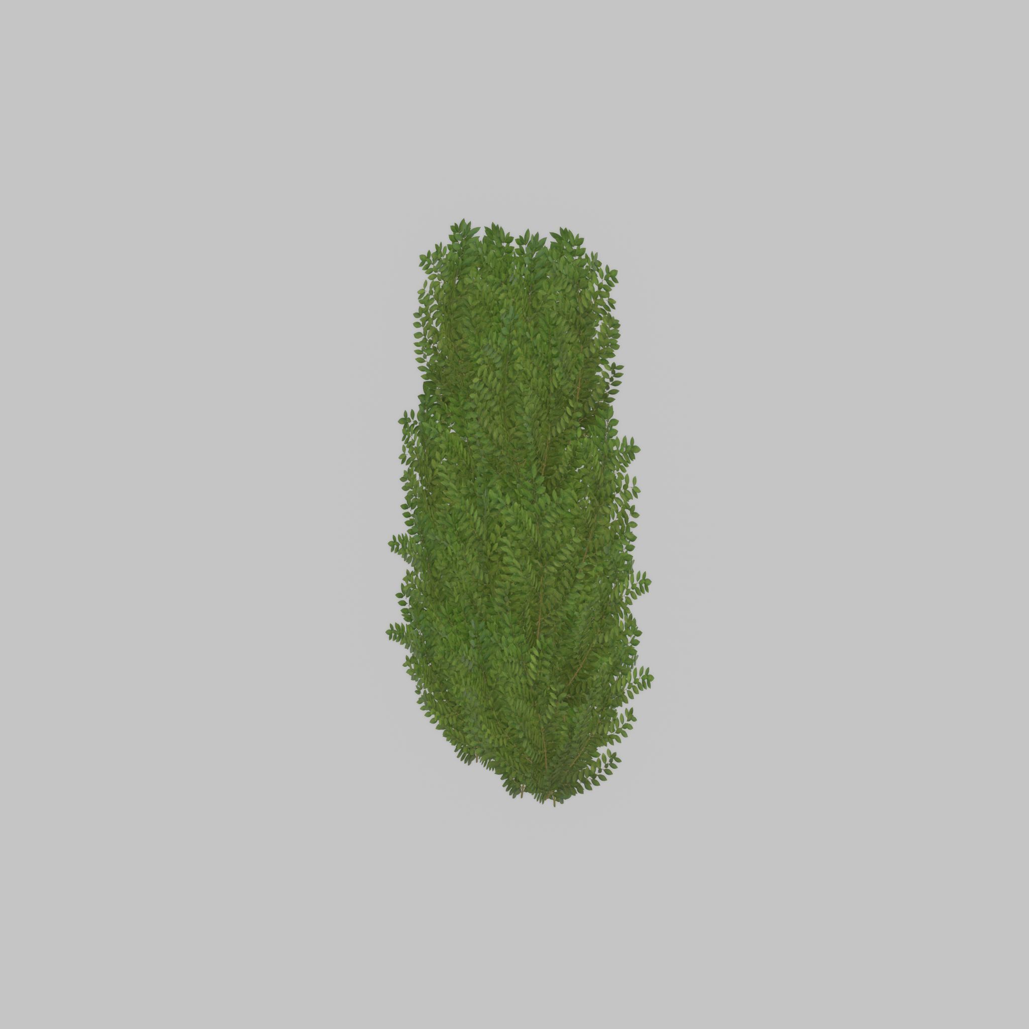 Cherry laurel hedge 1500mm version-2 Low-poly 3D model_39