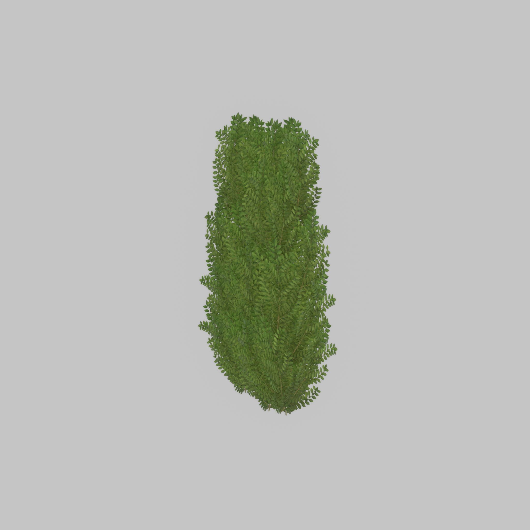 Cherry laurel hedge 1500mm version-2 Low-poly 3D model_56