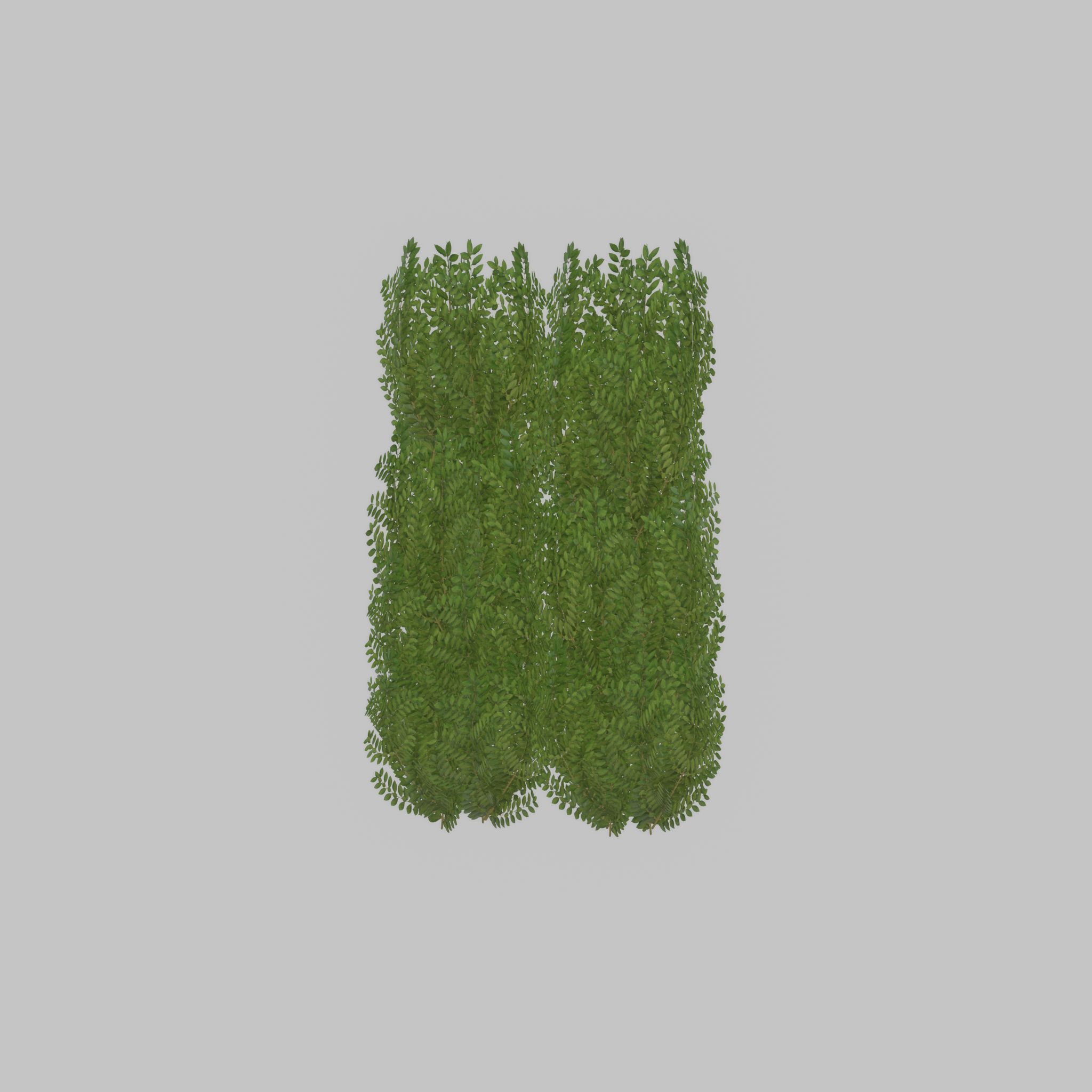 Cherry laurel hedge 1500mm version-2 Low-poly 3D model_32