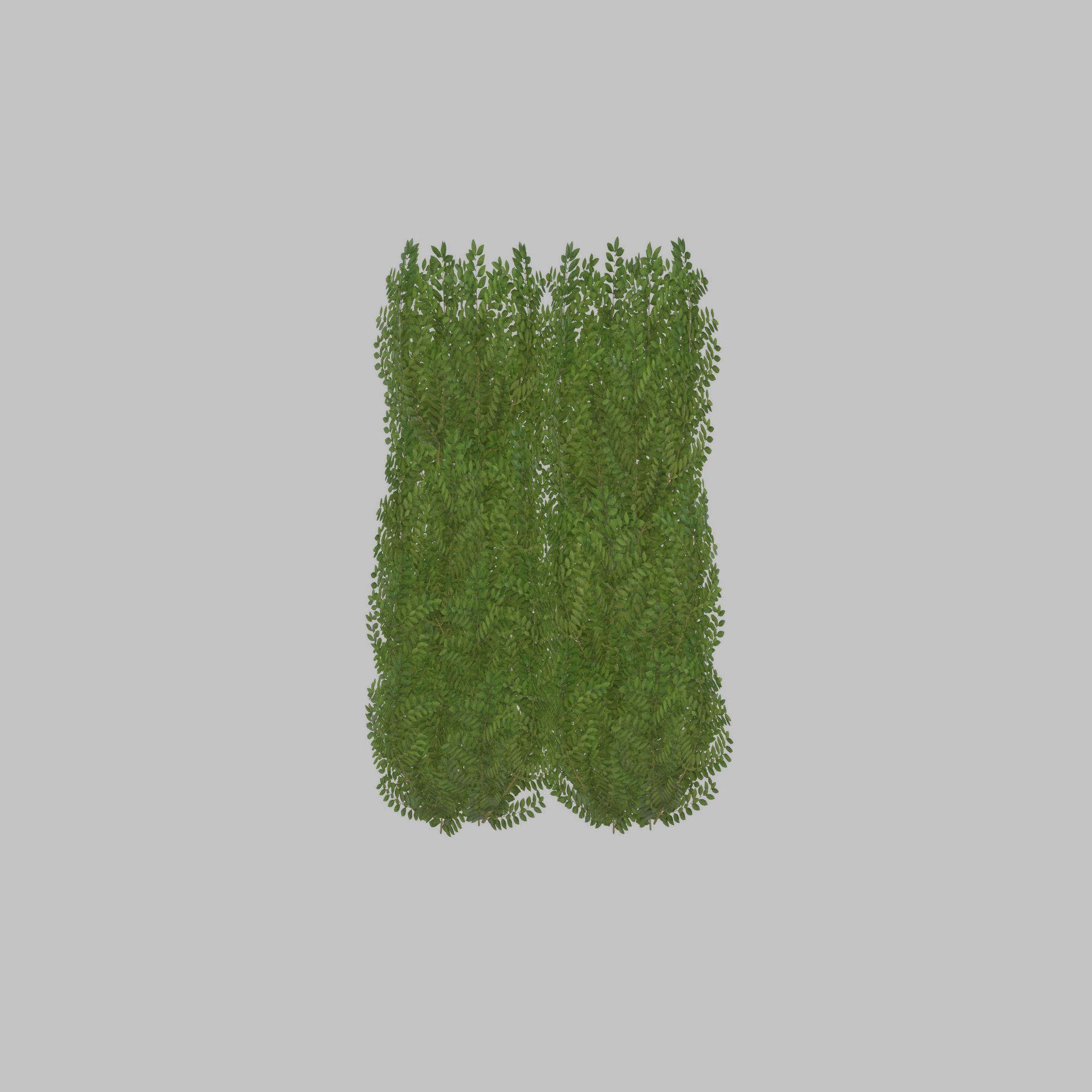 Cherry laurel hedge 1500mm version-2 Low-poly 3D model_21