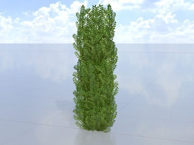 Cherry laurel hedge 2000mm version-1 Low-poly 3D model