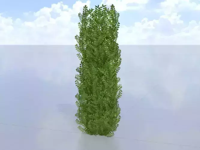 Cherry laurel hedge 2000mm version-1