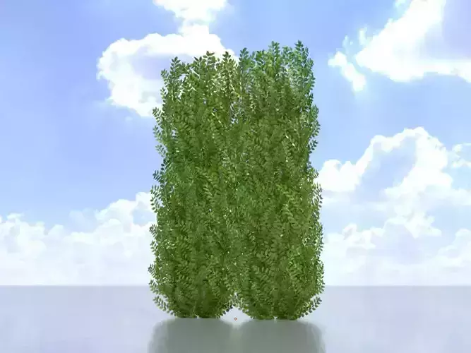 Cherry laurel hedge 2000mm version-2