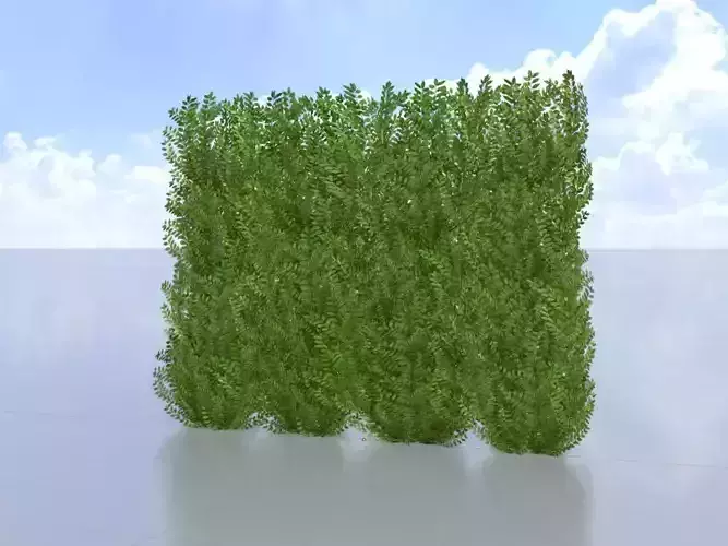 Cherry laurel hedge 2000mm version-3 Low-poly 3D model