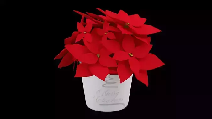 Christmas Poinsettias