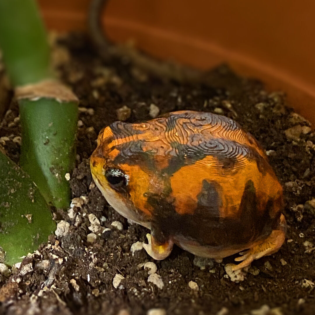 Cute Desert Rain Frog 3D print model_2