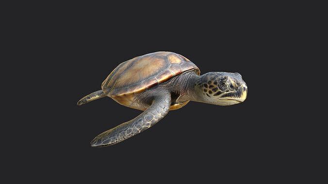 sea turtle 3D Model 002 Low-poly 3D model