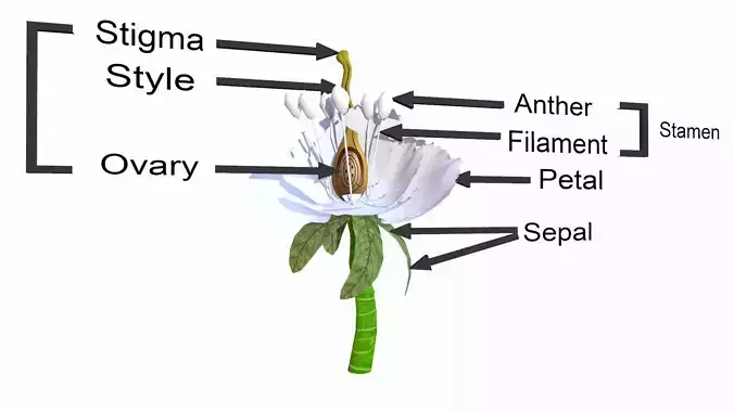 Androecium Low-poly 3D model