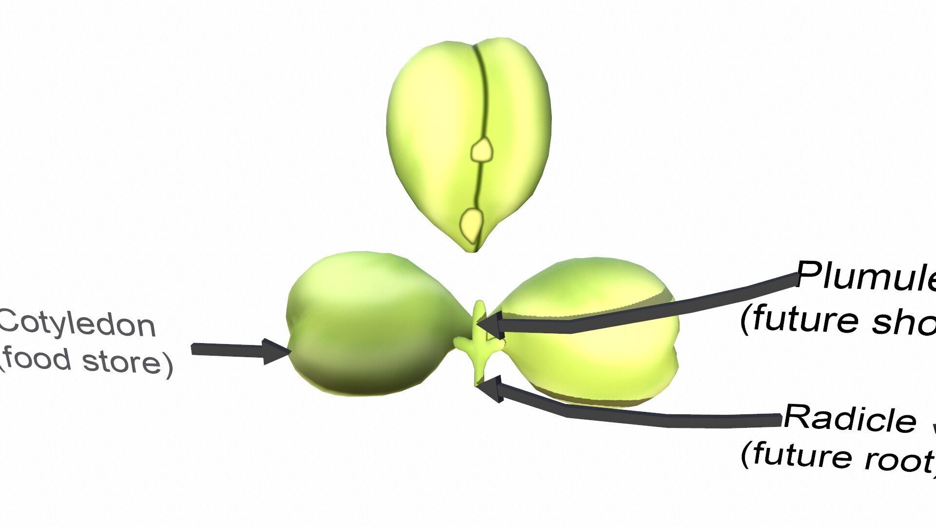 Cotyledon Function Low-poly 3D model_4