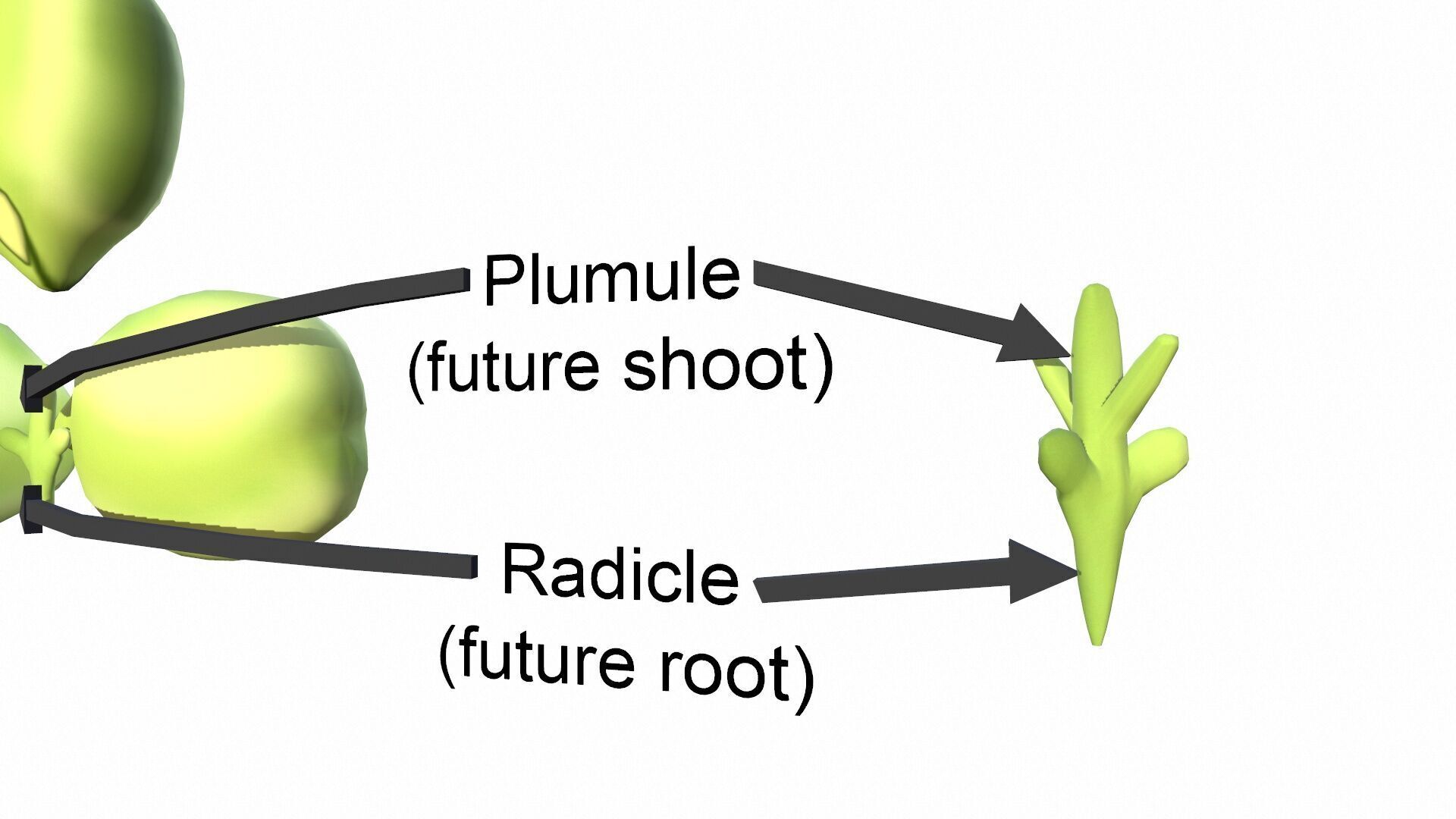 Cotyledon Function Low-poly 3D model_3