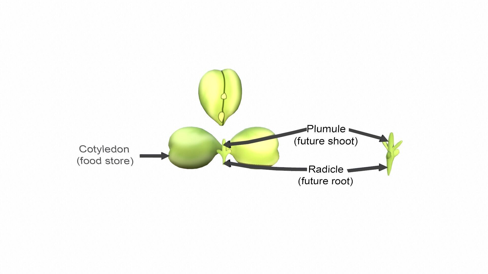Cotyledon Function Low-poly 3D model_7