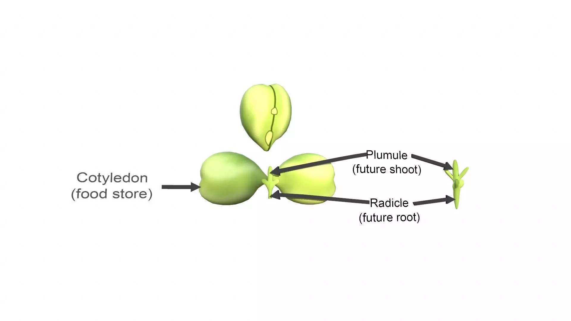 Cotyledon Function Low-poly 3D model_0