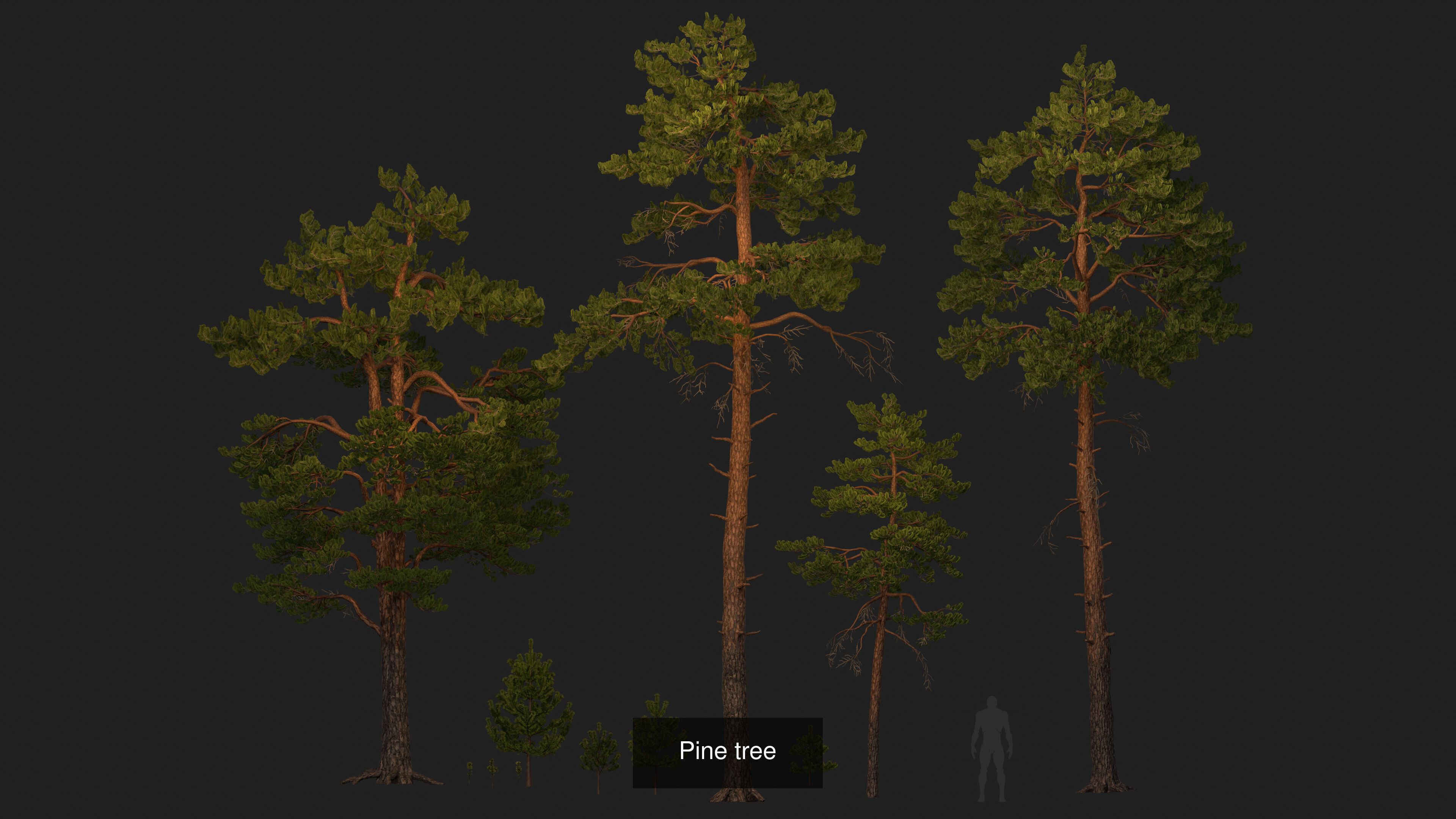 Pine forest with moss and heather 3D Model Collection_5
