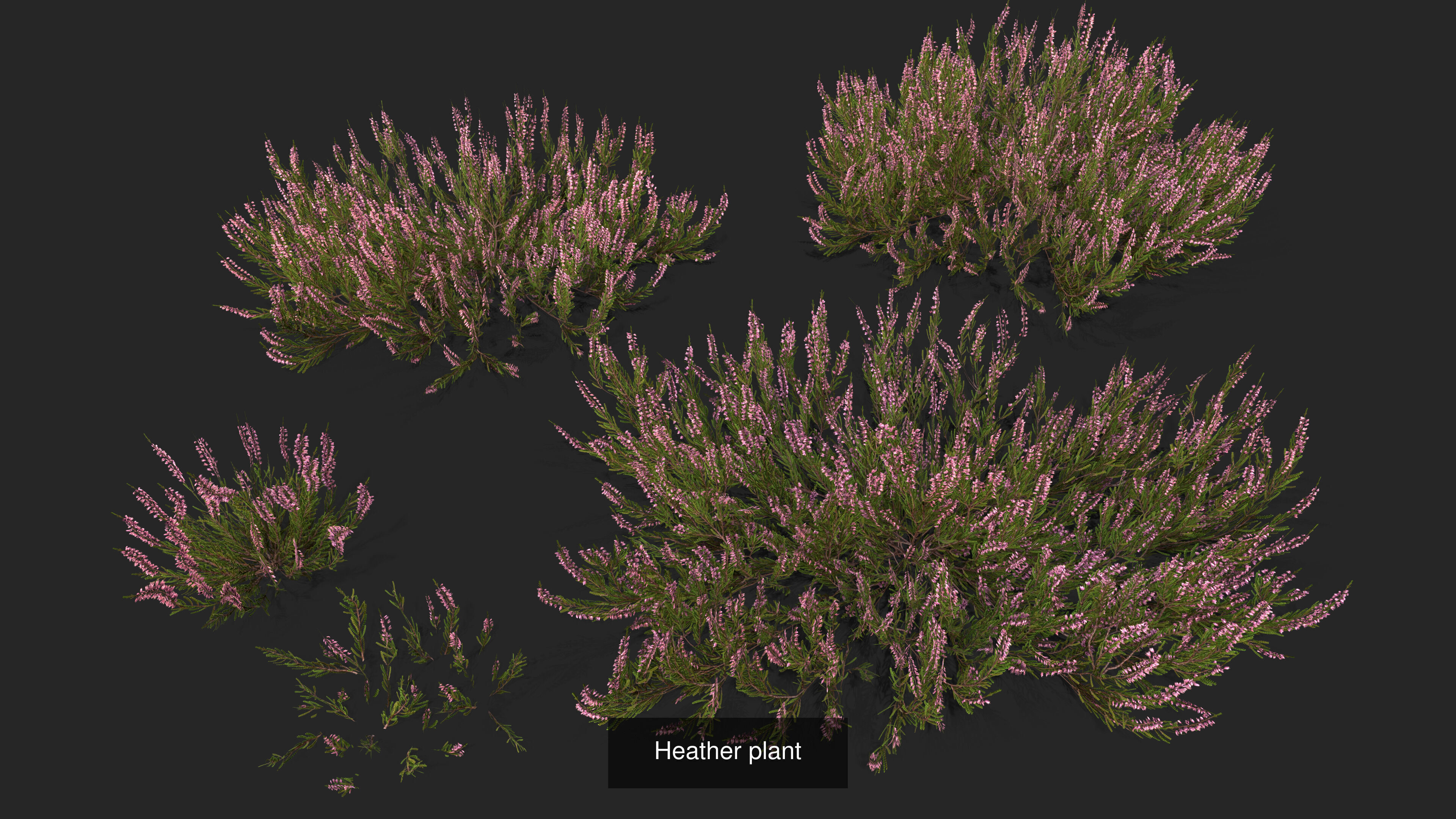 Pine forest with moss and heather 3D Model Collection_1