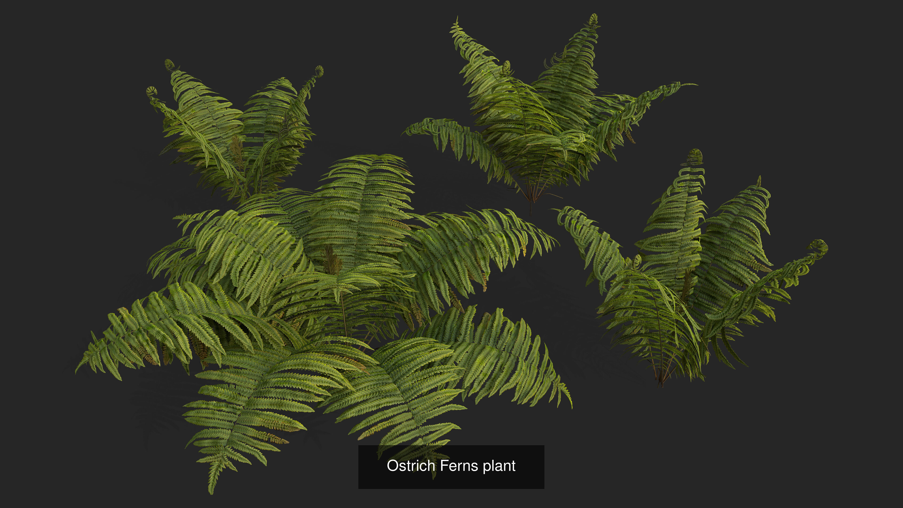 Pine forest with moss and heather 3D Model Collection_3