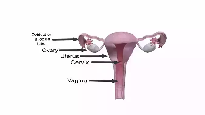 Female Reproductive System Section Low-poly 3D model