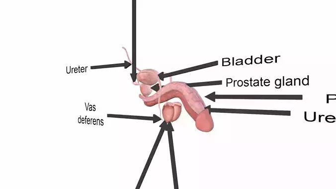 Male Reproductive System Section Low-poly 3D model