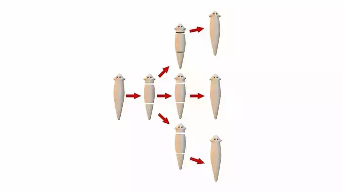 Regeneration in Planaria
