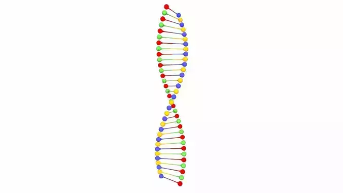 DNA 3D Model