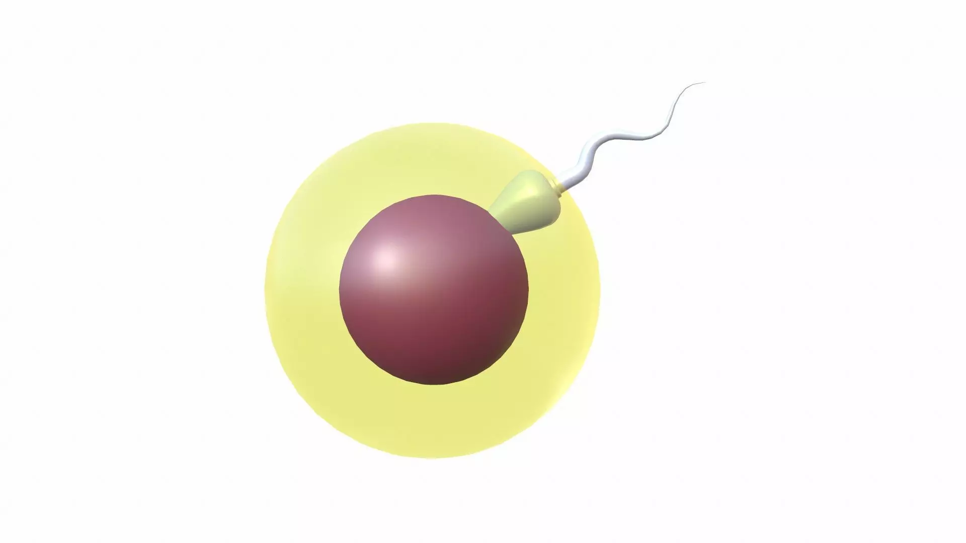 Female Egg and Sperm Low-poly 3D model_0